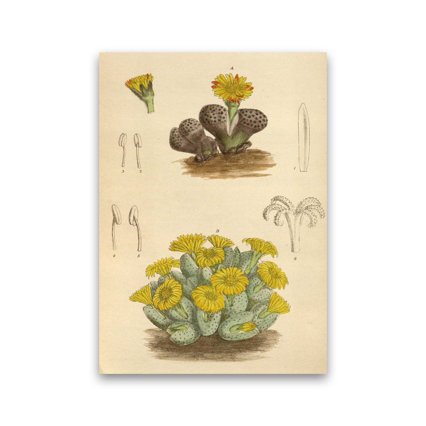 Vintage Cactus III Art Print by Jason Stanley Print Only
