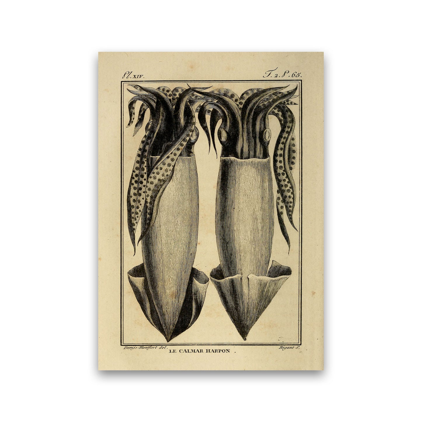 Vintage Squid 5 Art Print by Jason Stanley Print Only