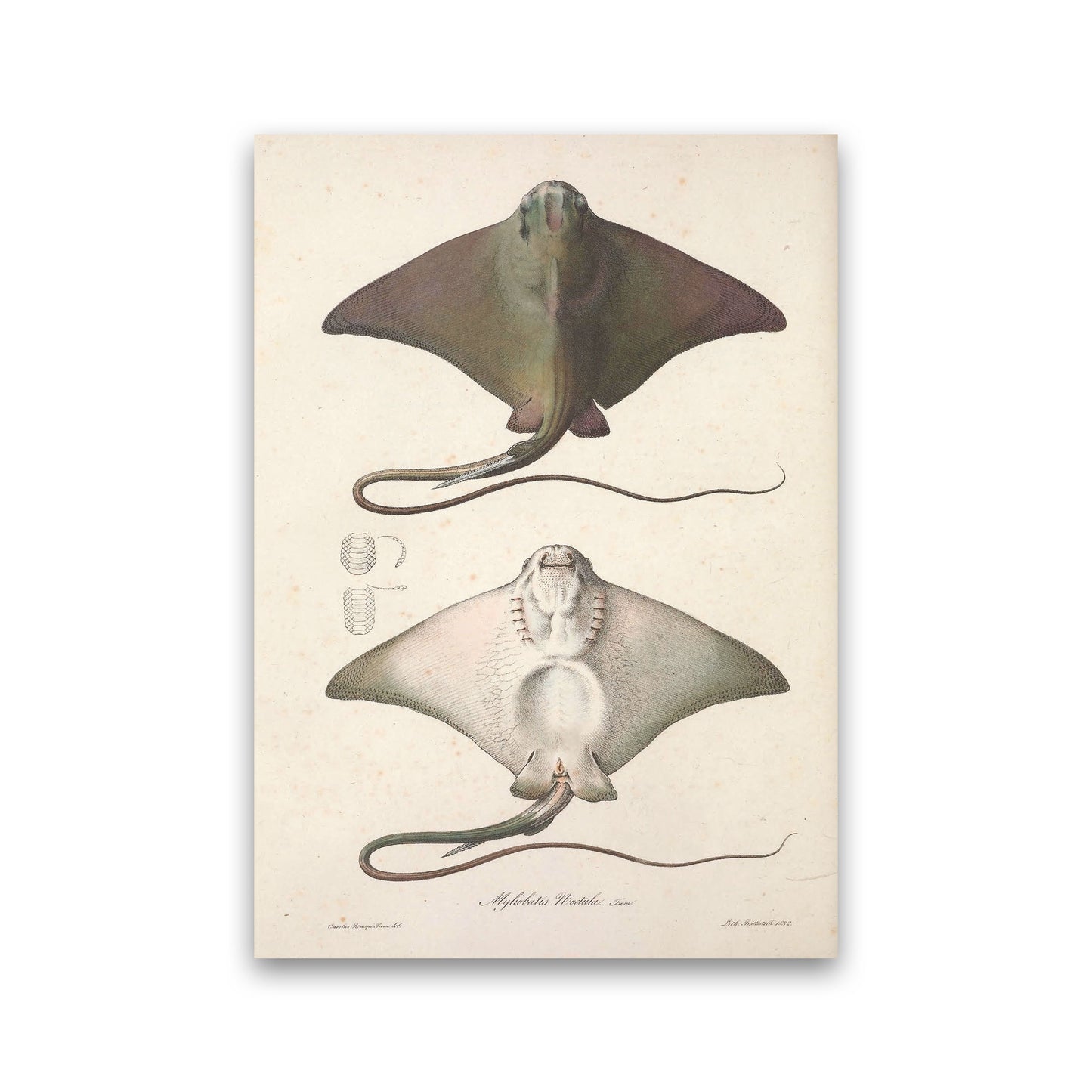 Vintage Stingray Art Print by Jason Stanley Print Only