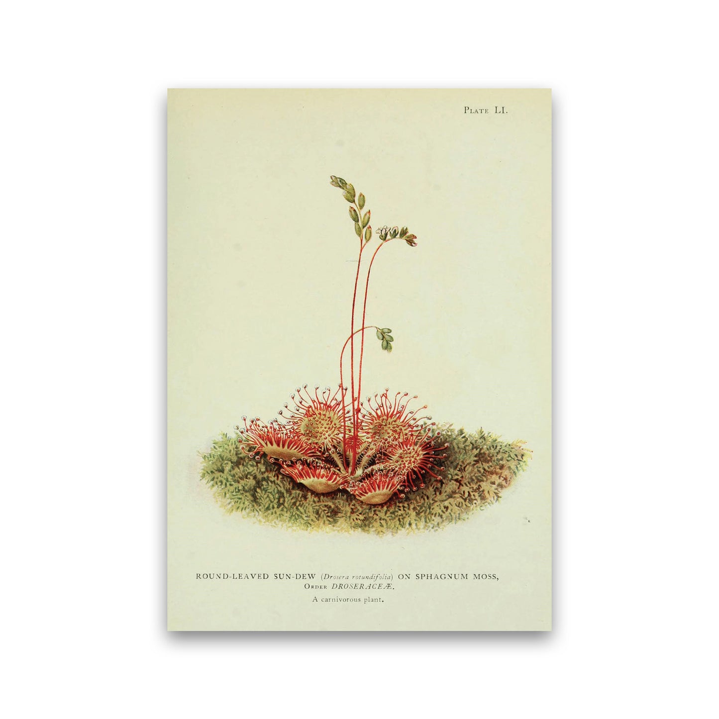 Venus Fly Trap Art Print by Jason Stanley Print Only