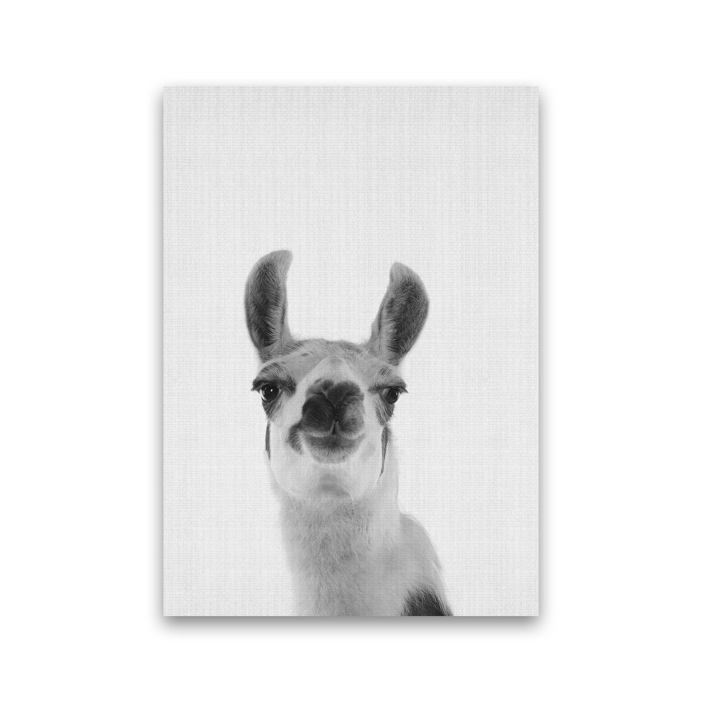 Llama Art Print by Jason Stanley Print Only