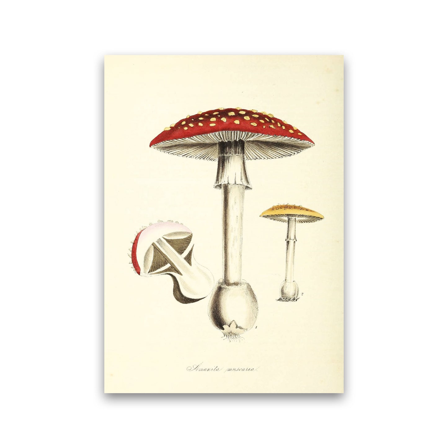Magic Mushrooms Art Print by Jason Stanley Print Only