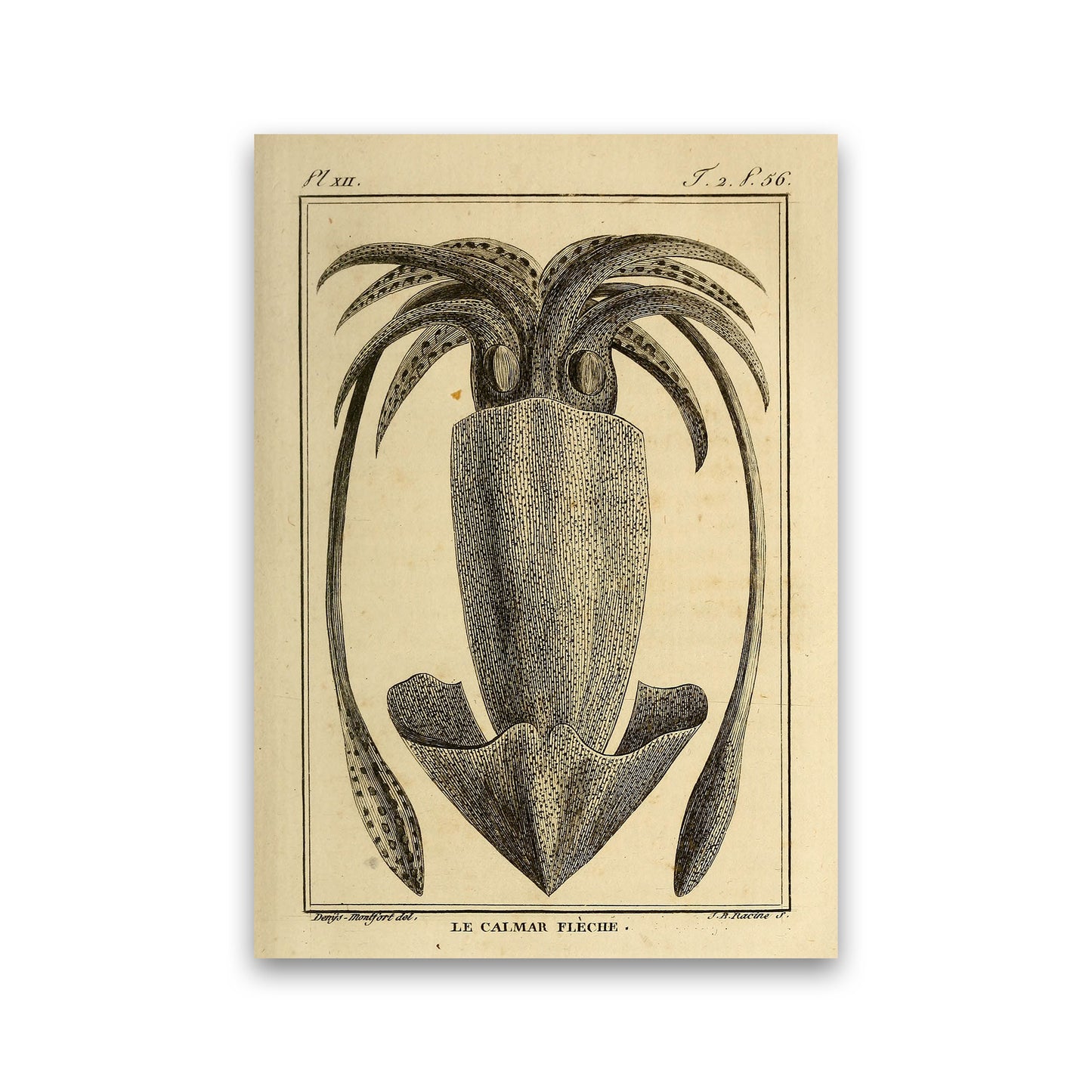 Vintage Squid 2 Art Print by Jason Stanley Print Only