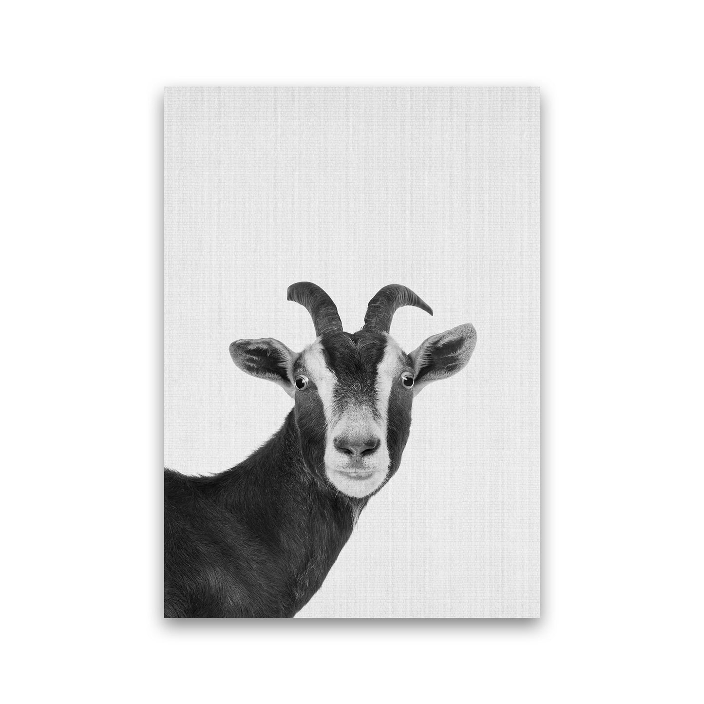 Surprised Goat Art Print by Jason Stanley Print Only