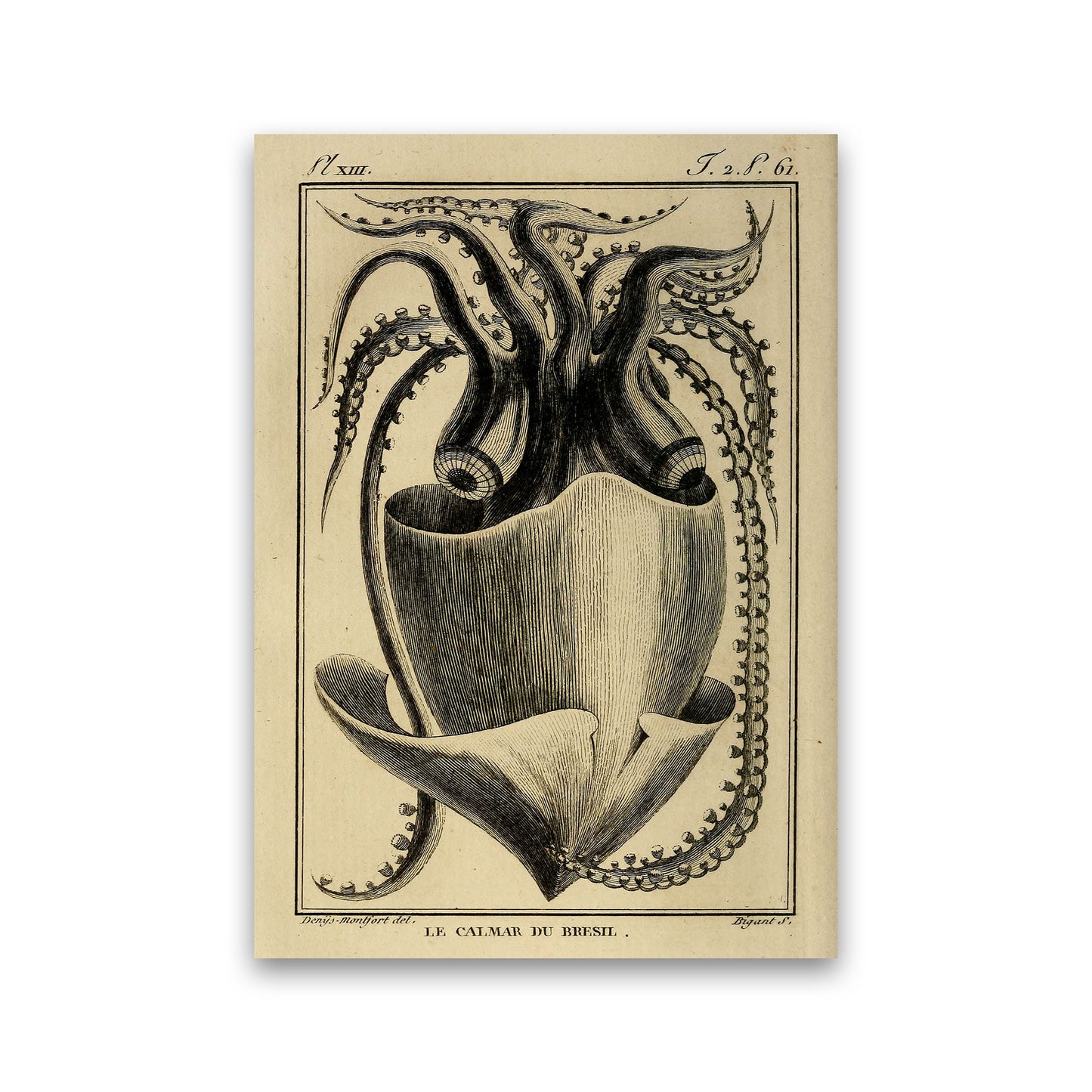 Vintage Squid Art Print by Jason Stanley Print Only