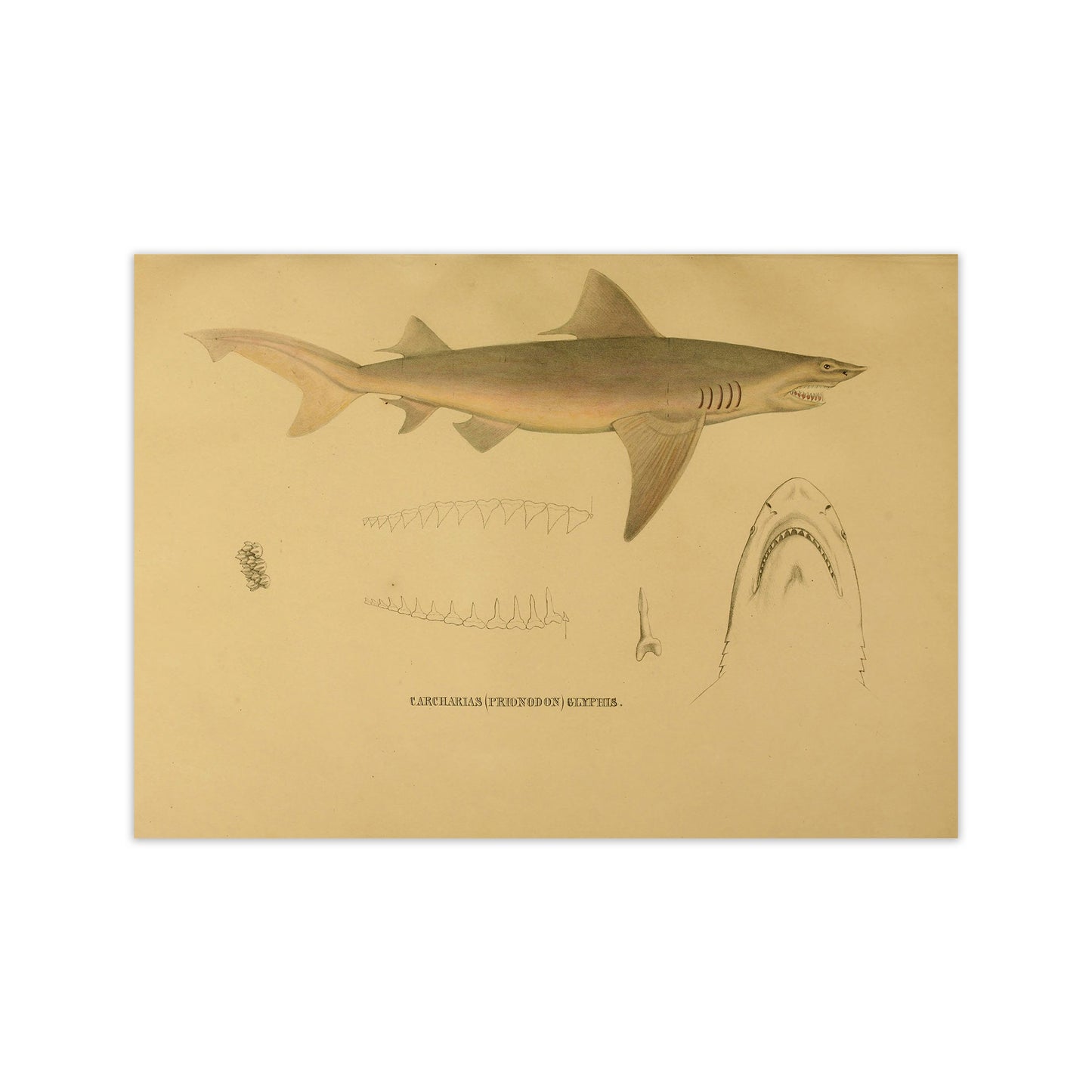 Shark Series 3 Art Print by Jason Stanley Print Only