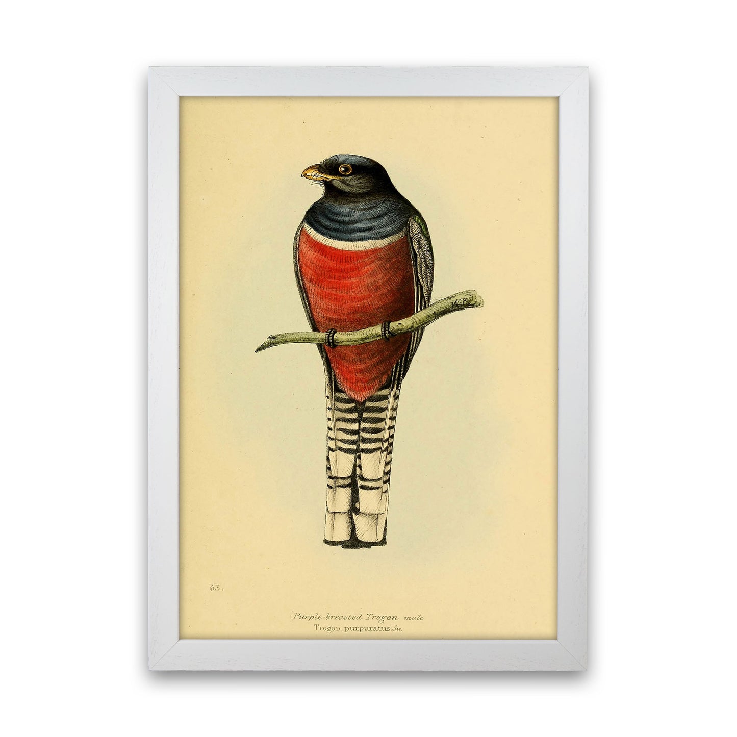 Vintage Purple Breasted Trogon Art Print by Jason Stanley White Grain