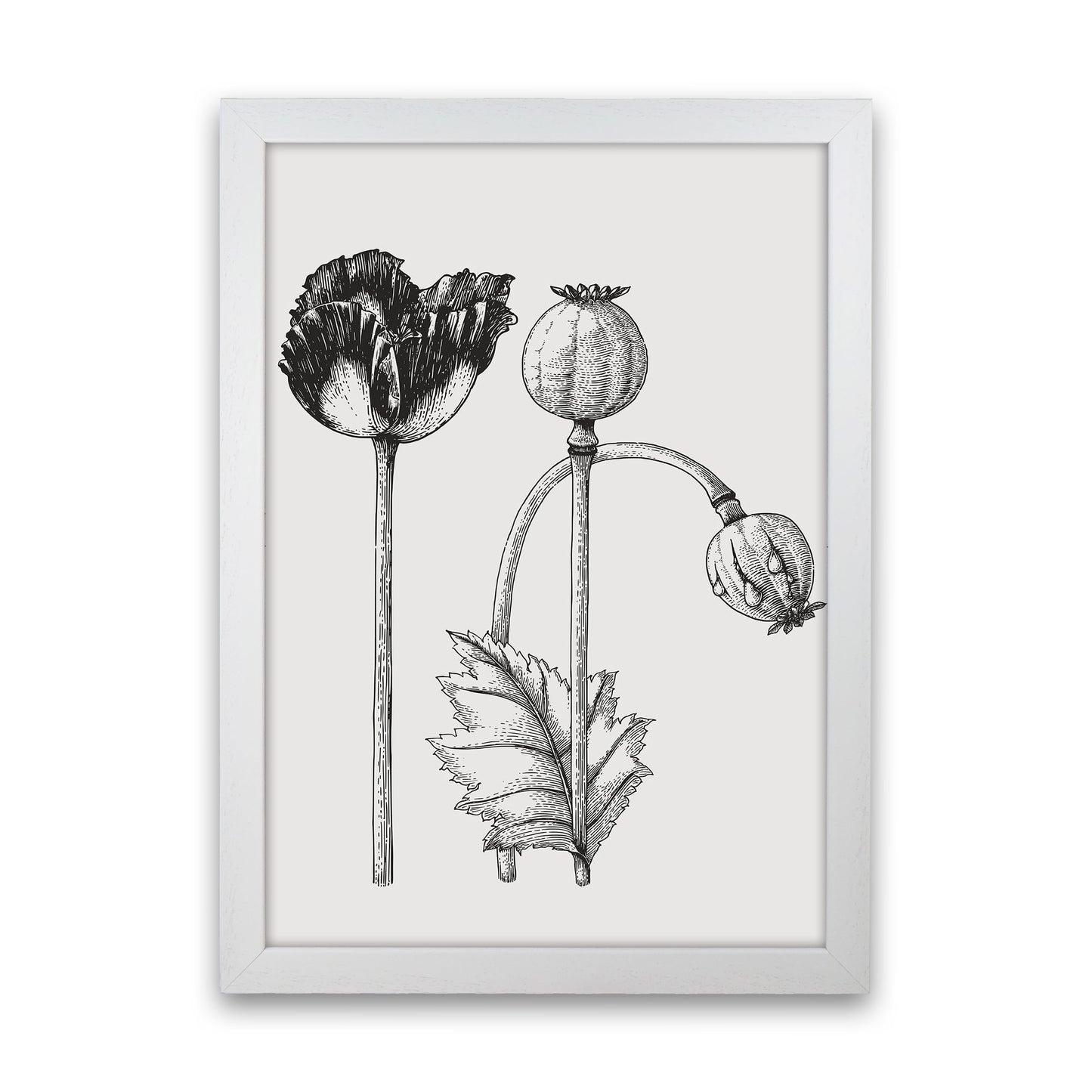 Vintage Poppy Plant Art Print by Jason Stanley White Grain