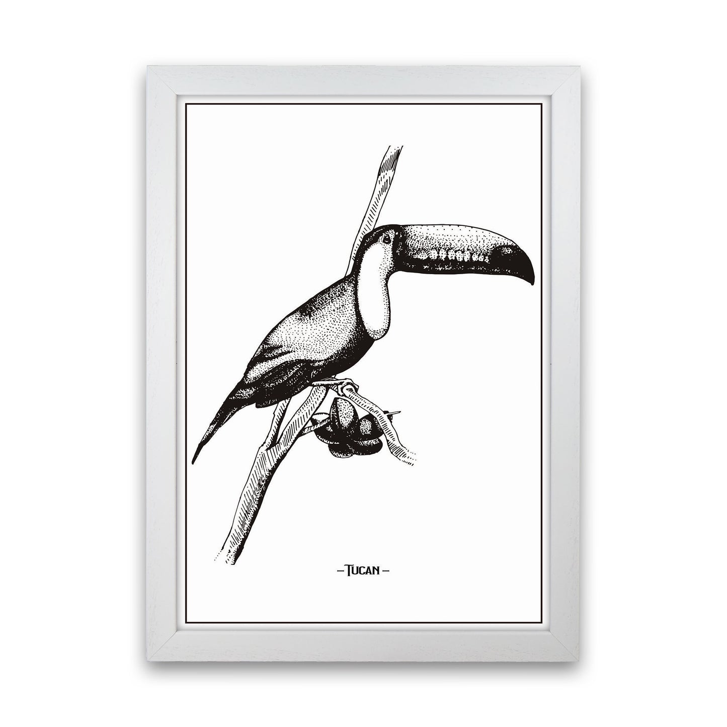 Tucan Art Print by Jason Stanley White Grain