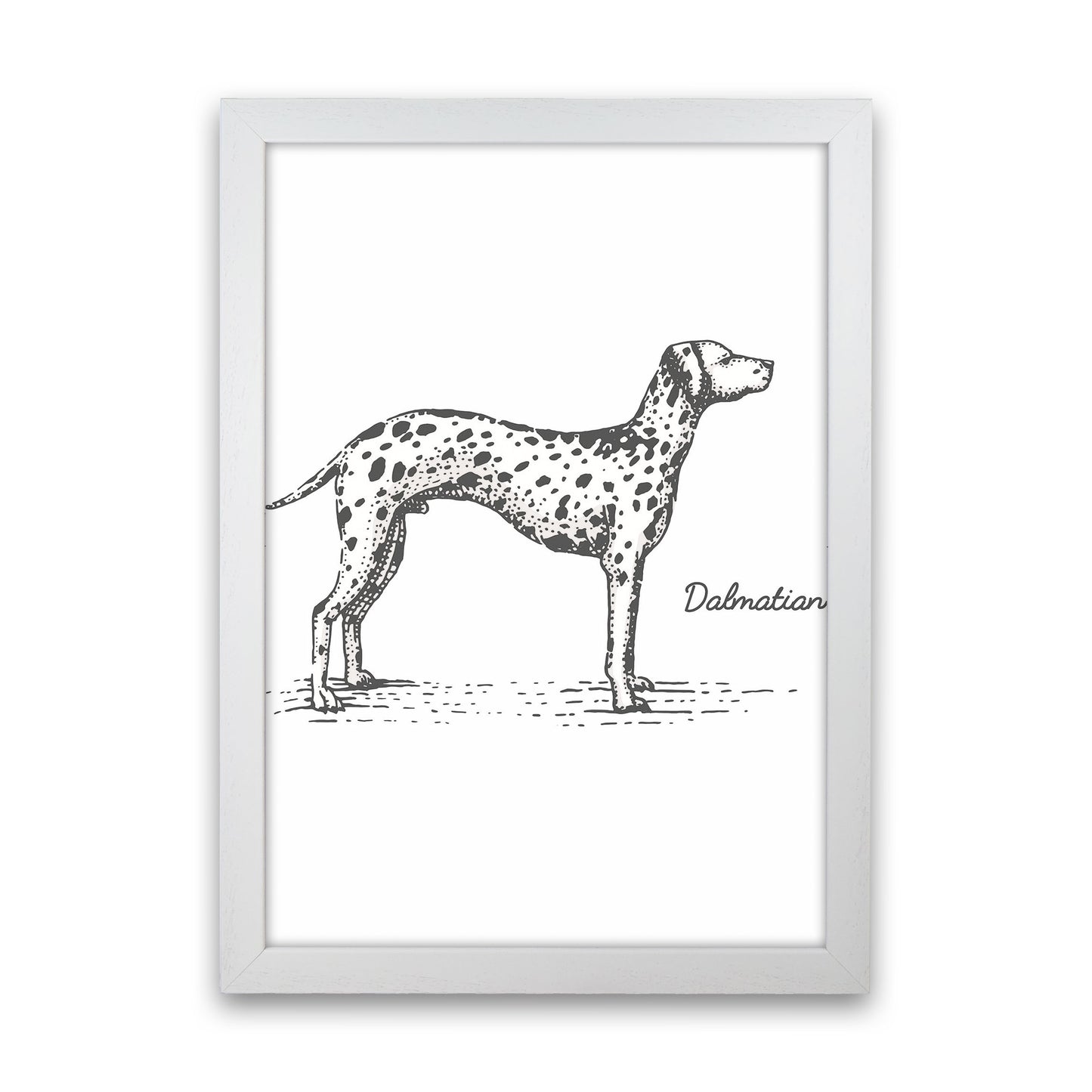 Dalmation Art Print by Jason Stanley White Grain