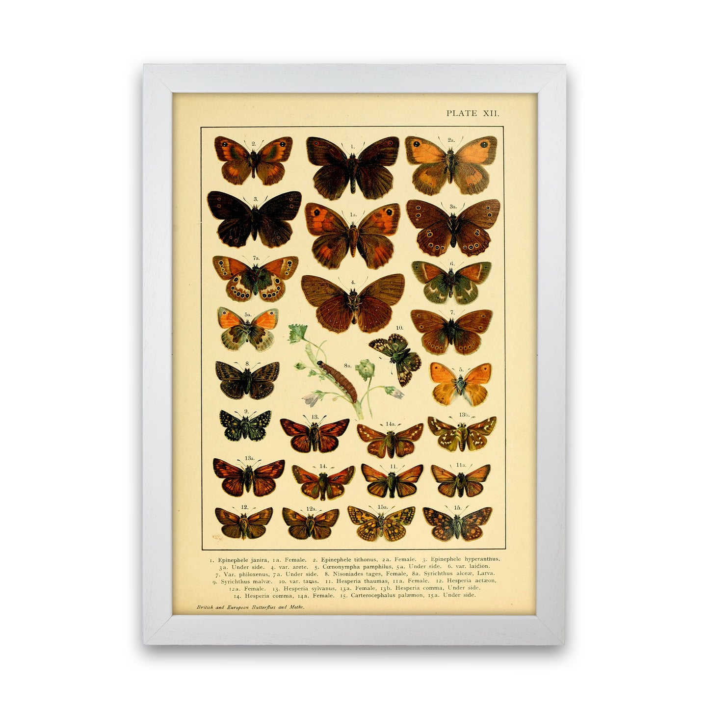 Vintage Butterfly Illustration #2 Art Print by Jason Stanley White Grain