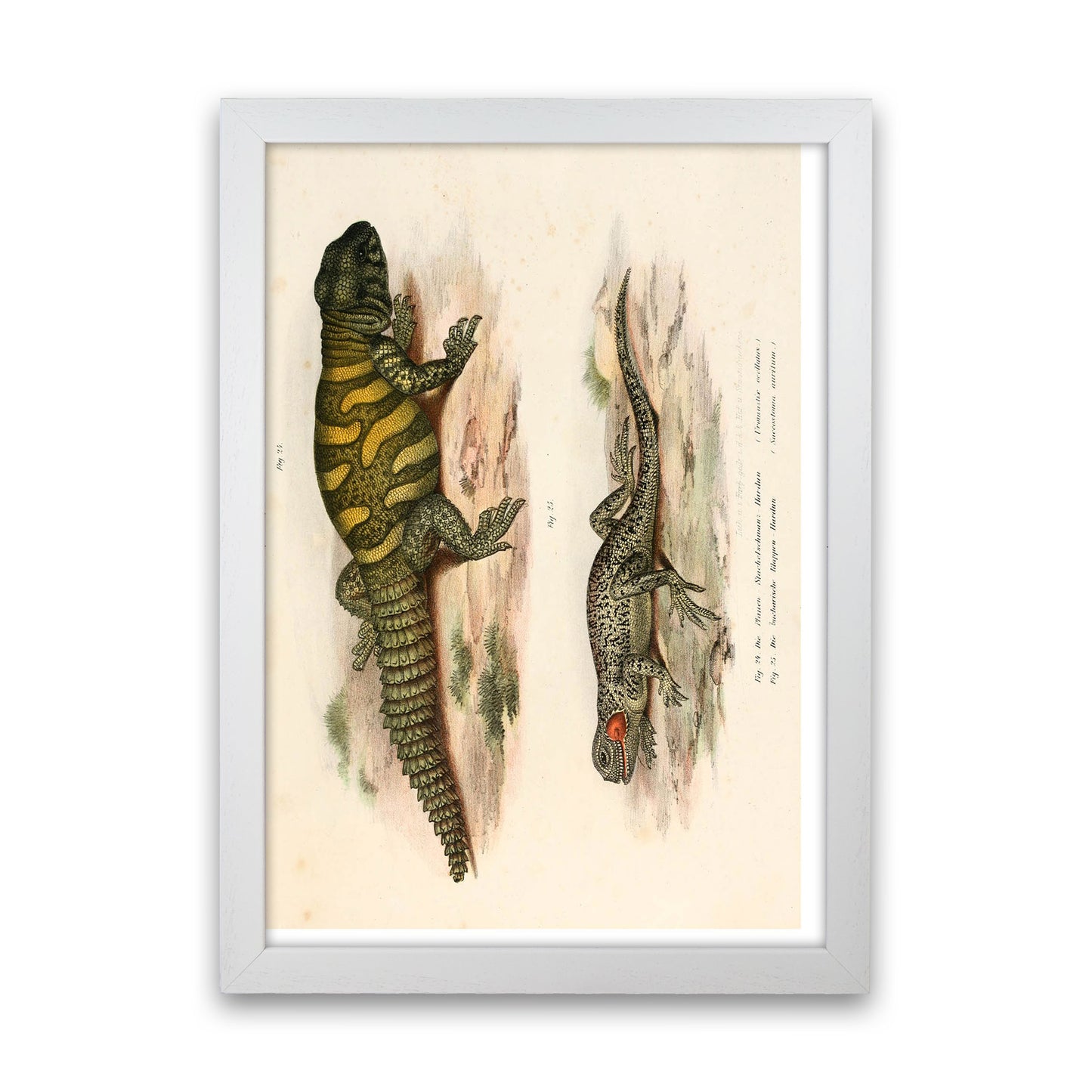 Vintage Lizard Illustration Art Print by Jason Stanley White Grain