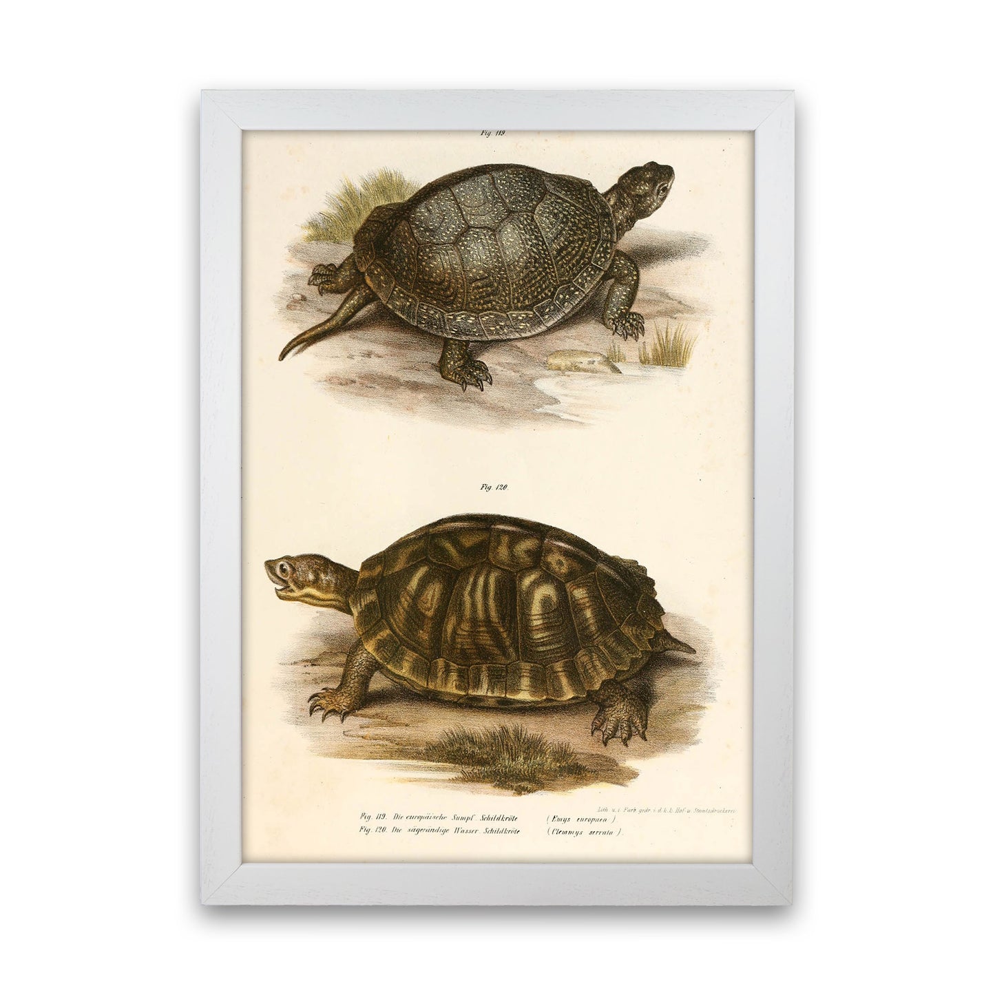 Vintage Turtle Illustration Art Print by Jason Stanley White Grain