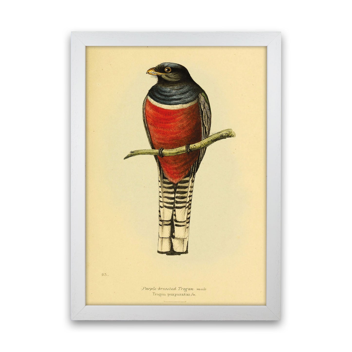 Purple Breasted Trogon Copy Art Print by Jason Stanley White Grain