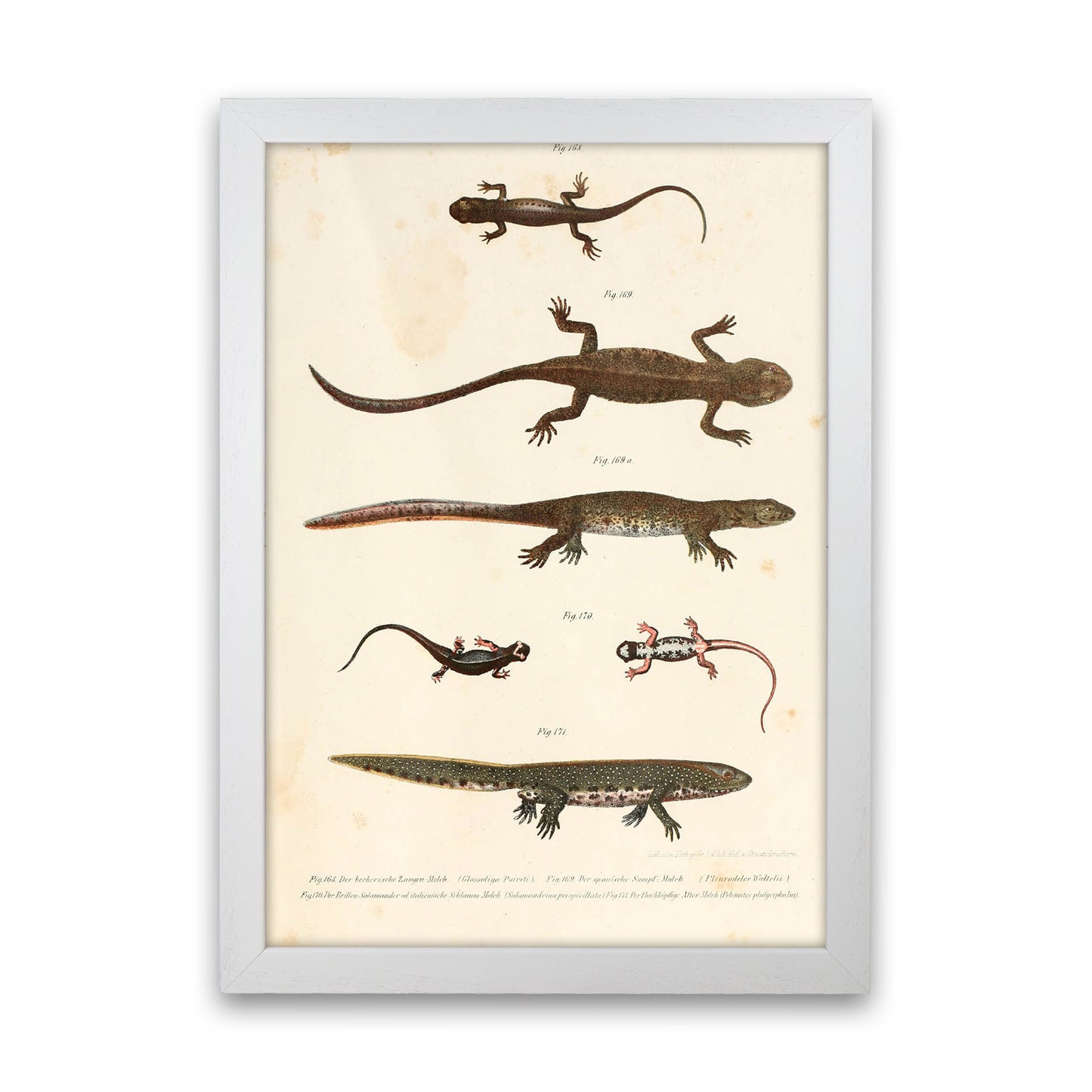Vintage Newt Illustration Art Print by Jason Stanley White Grain