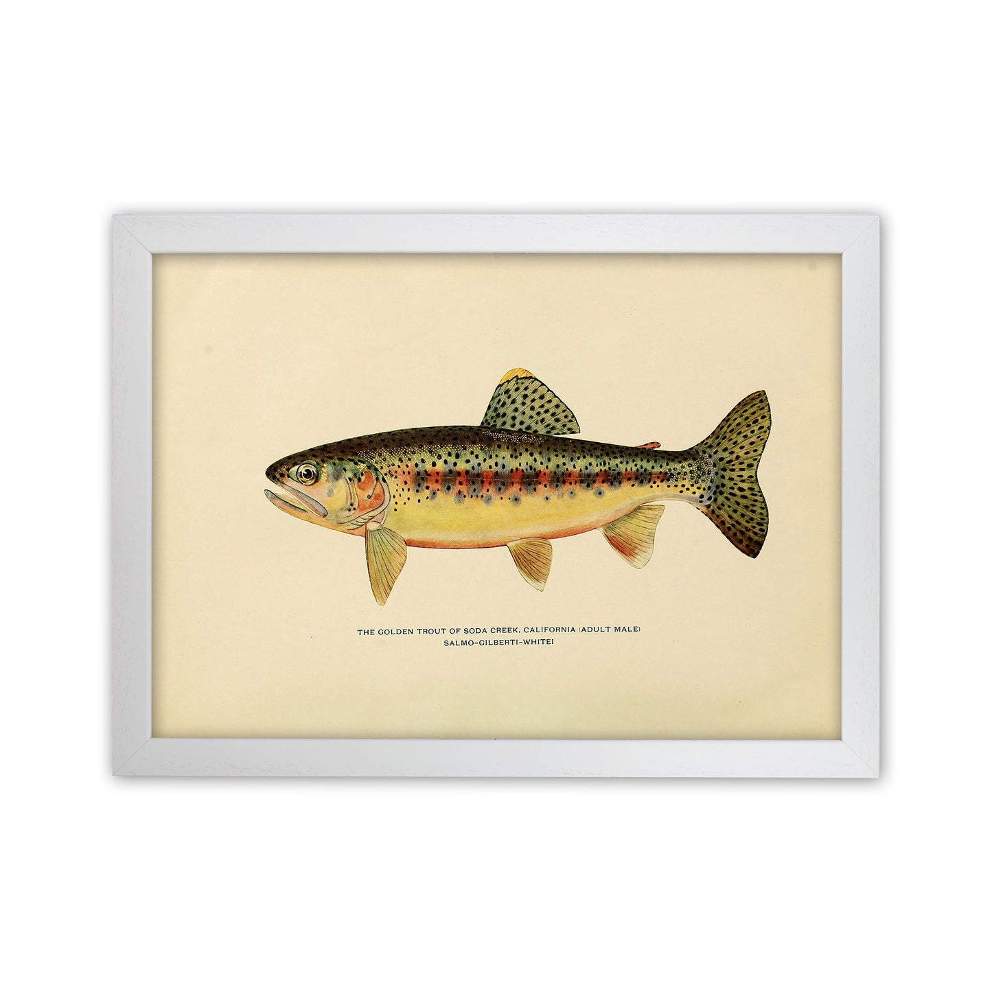 Golden Trout Illustration Art Print by Jason Stanley White Grain