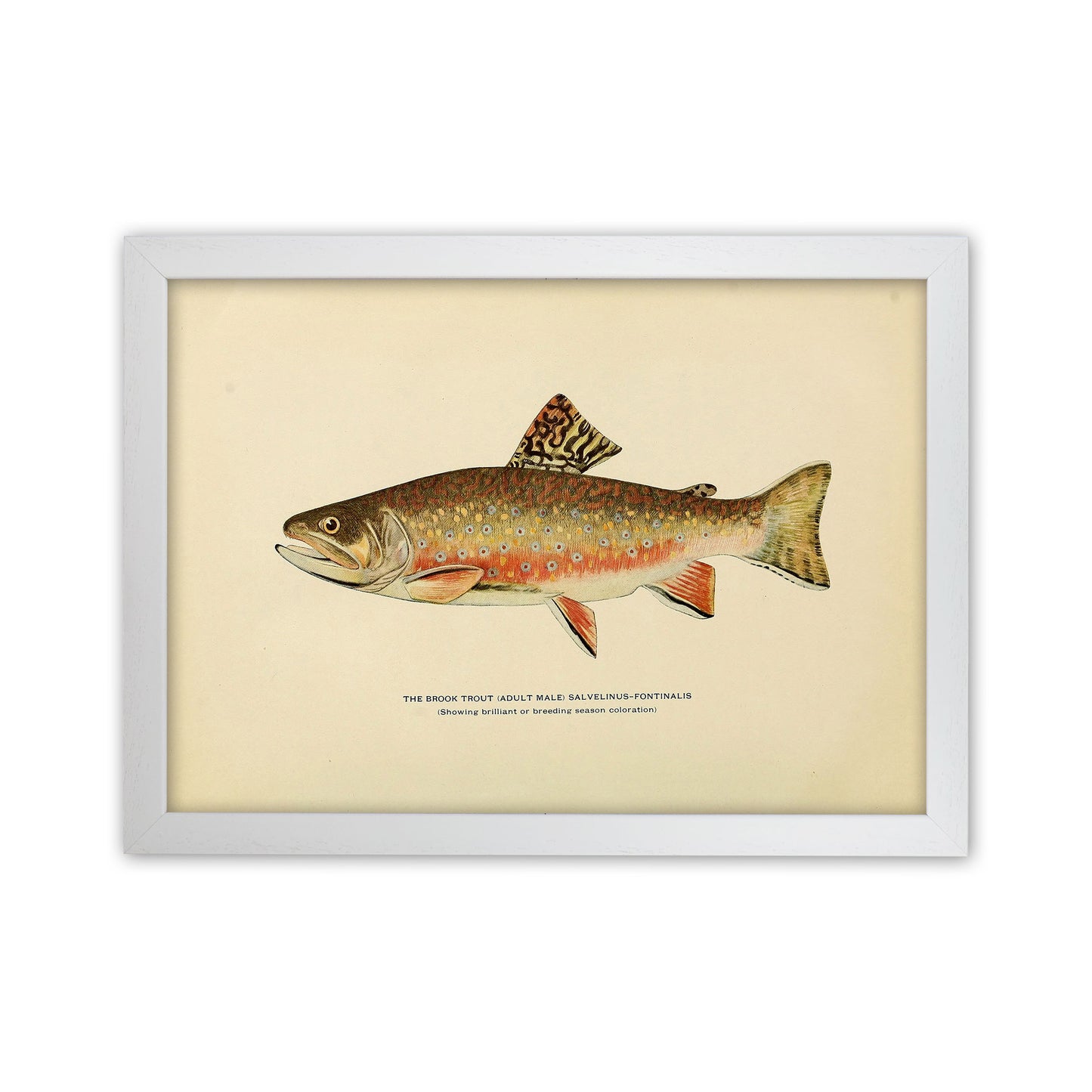 Brook Trout Illustration Art Print by Jason Stanley White Grain
