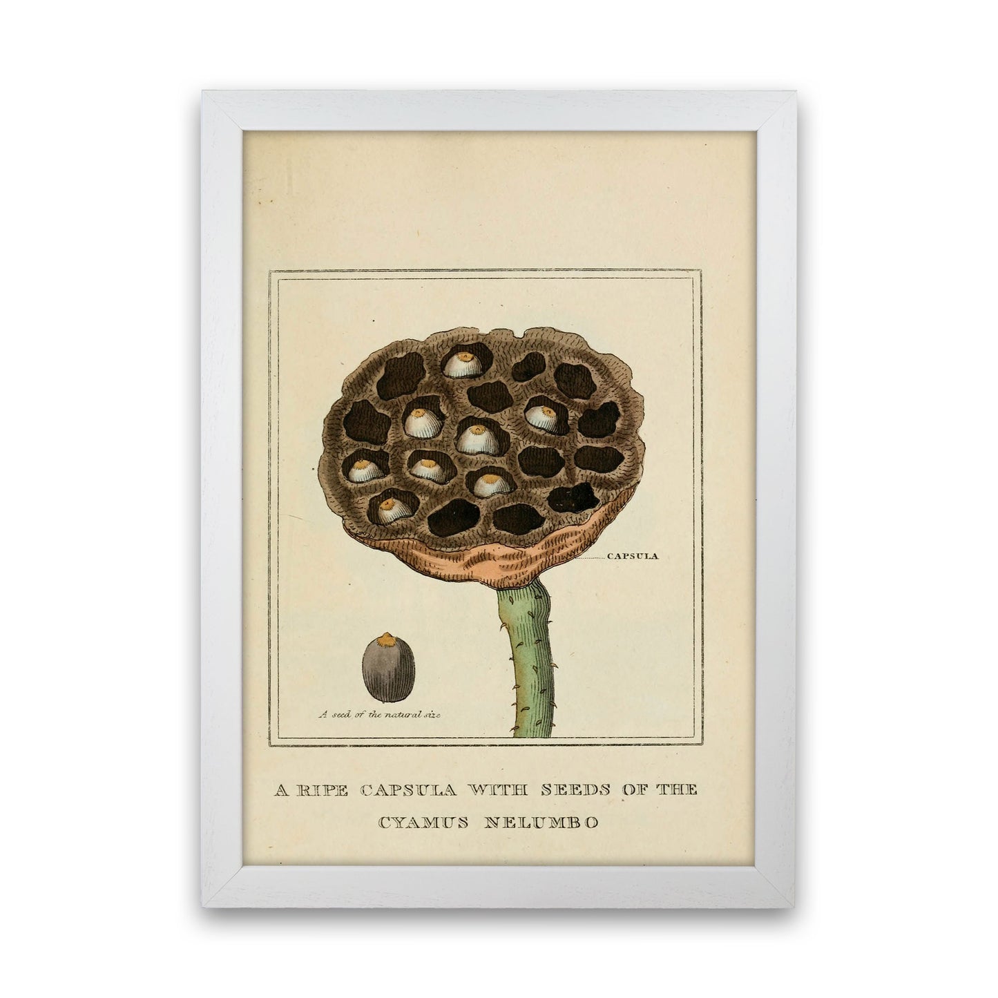 Vintage Flower Series 3 Art Print by Jason Stanley White Grain