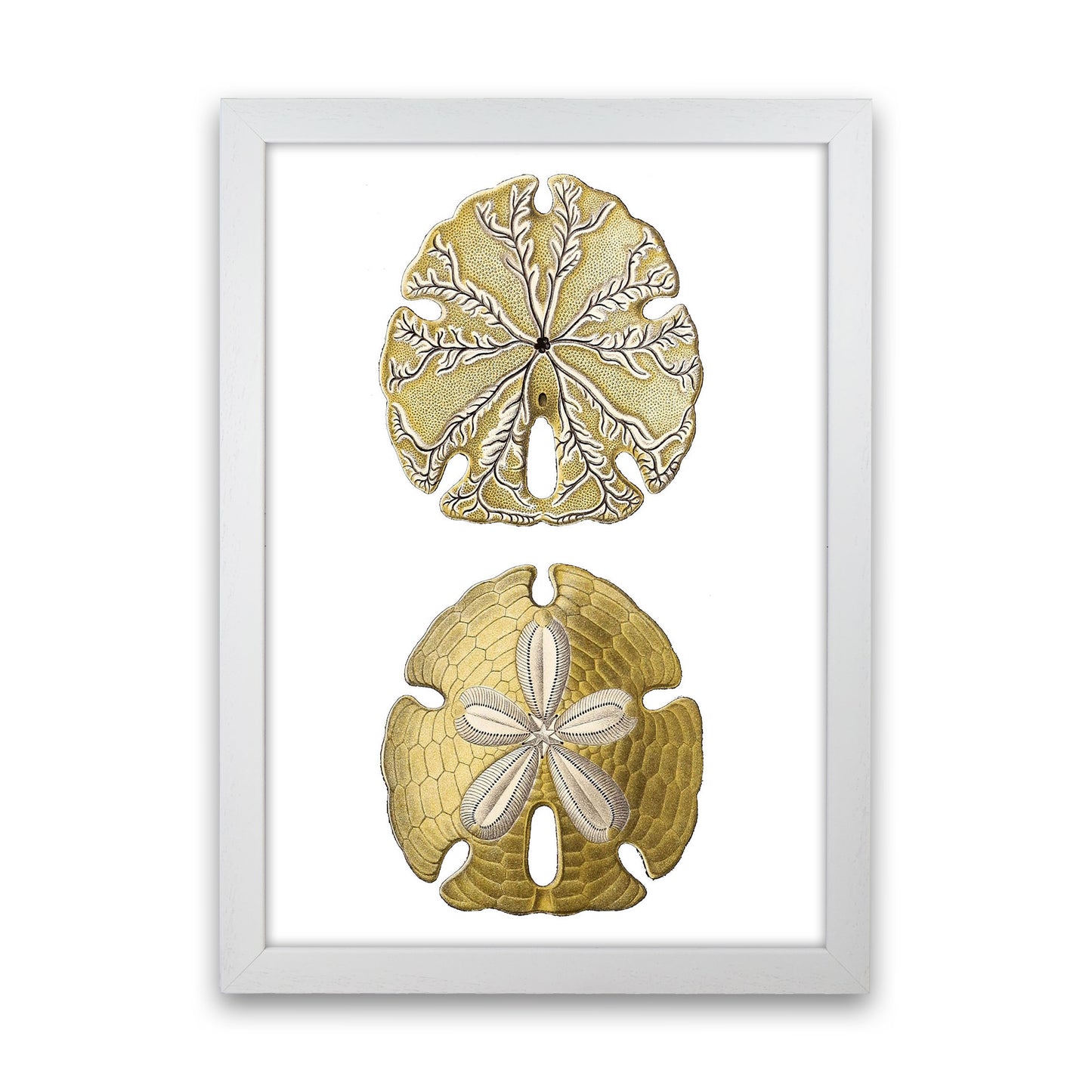 Sand Dollar Illustration Art Print by Jason Stanley White Grain