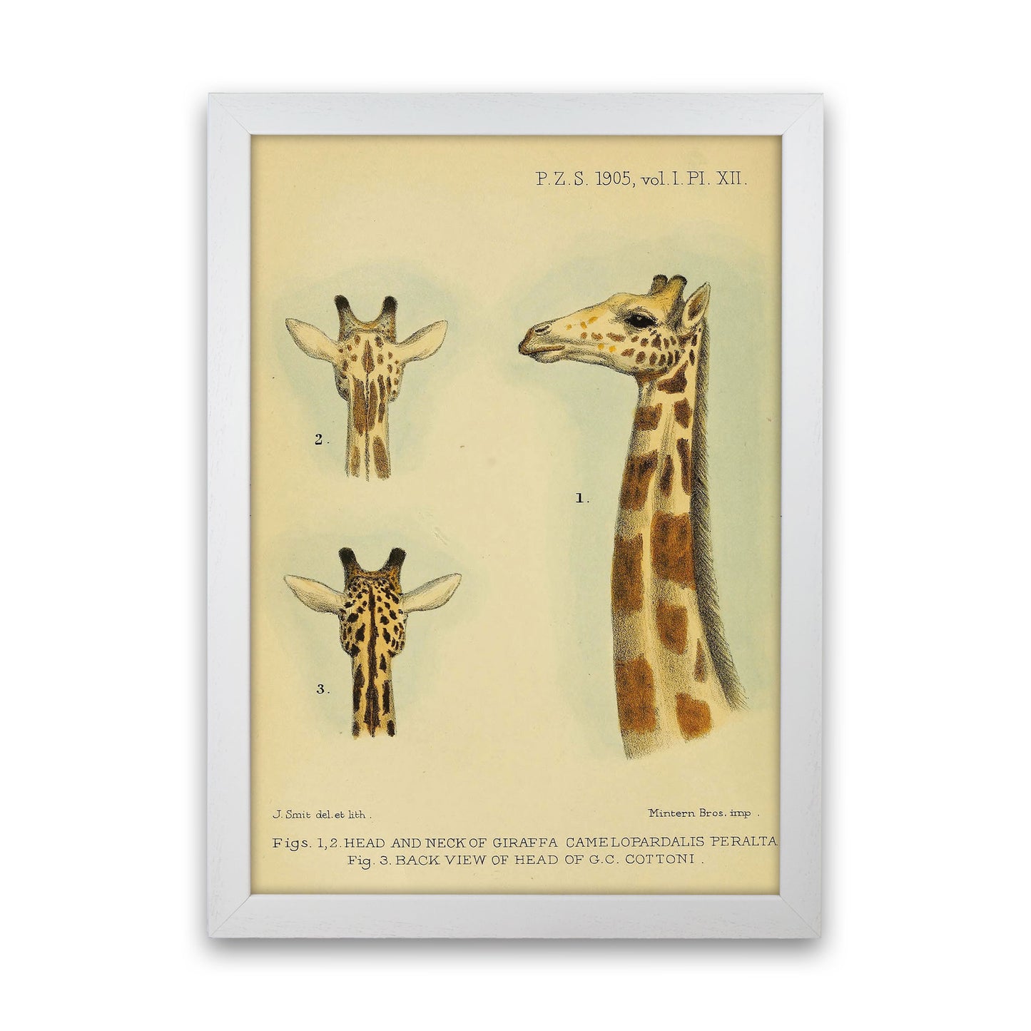 Longest Neck In The Jungle Art Print by Jason Stanley White Grain