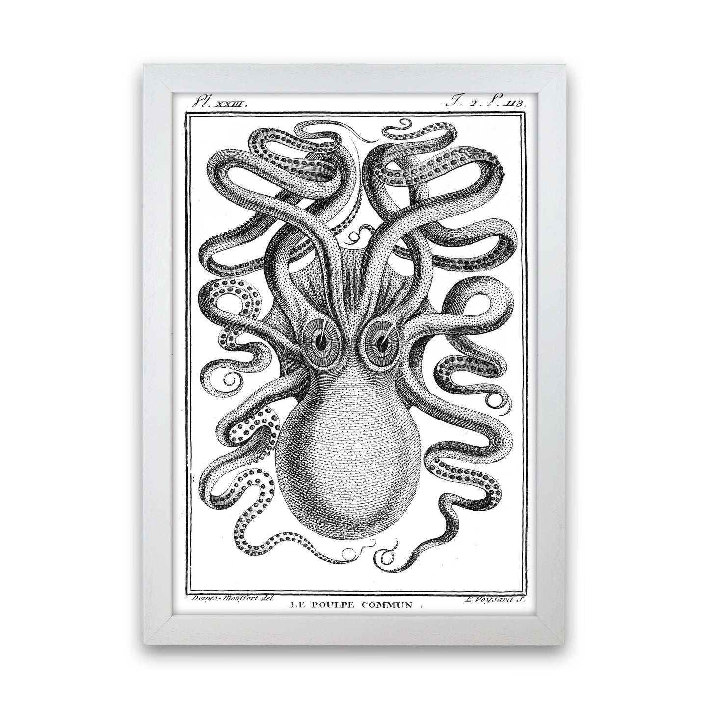 White Vintage Octopus Art Print by Jason Stanley White Grain