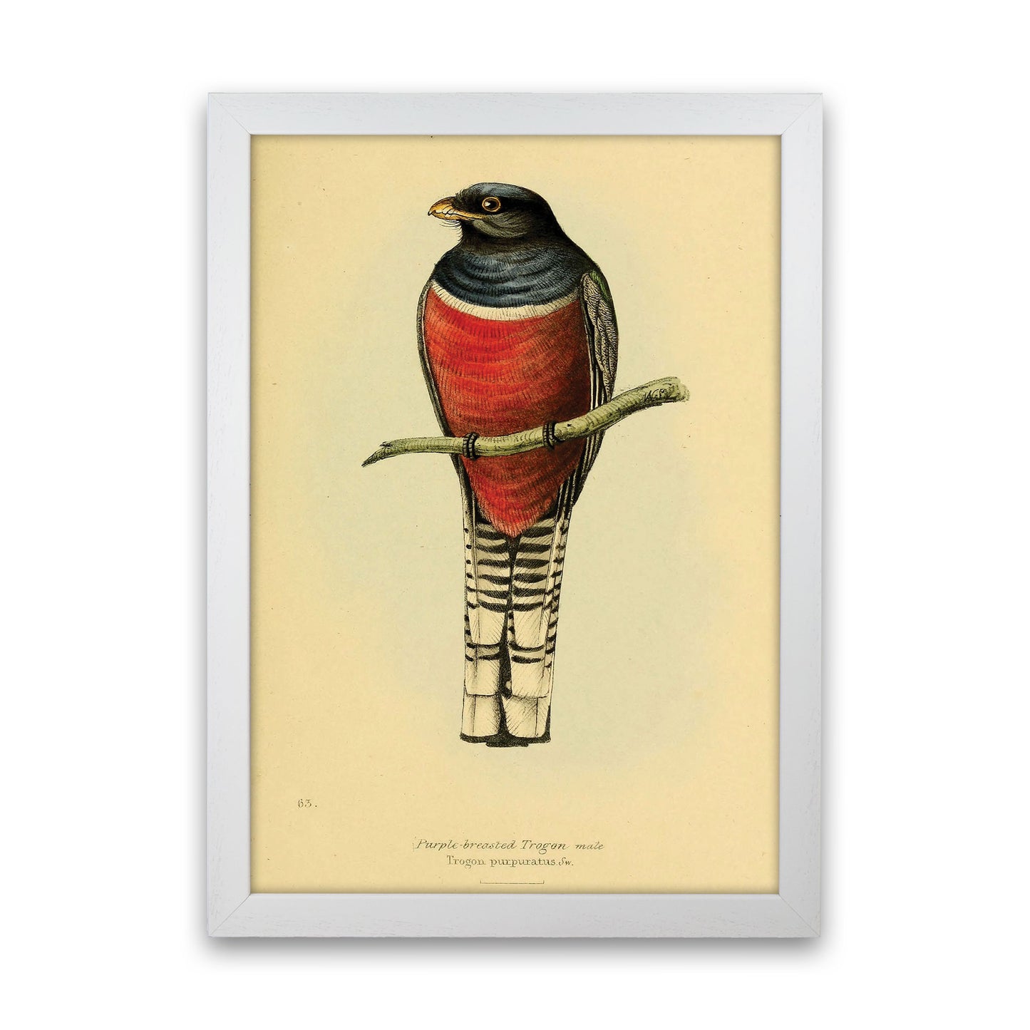 Purple Breasted Trogon Art Print by Jason Stanley White Grain