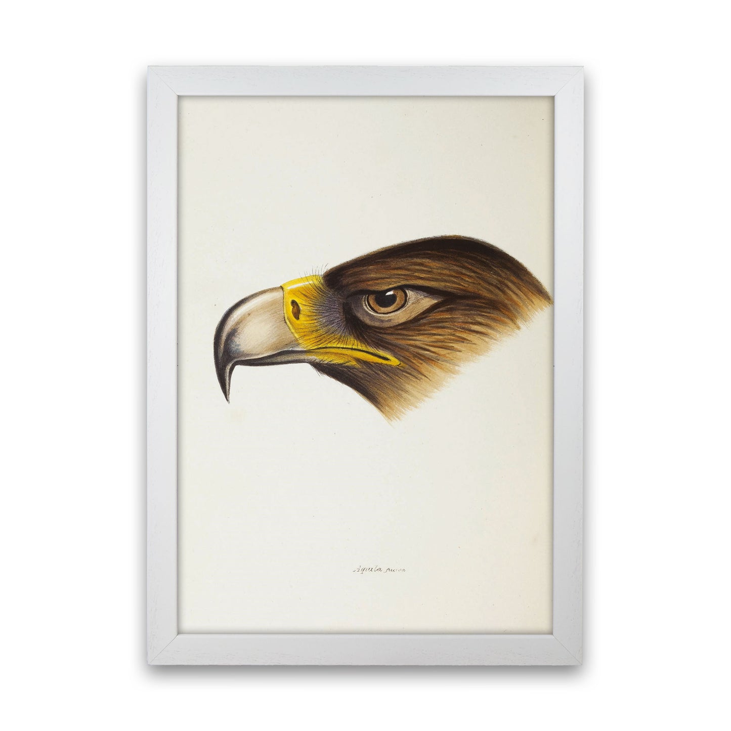 Vintage Eagle Face Art Print by Jason Stanley White Grain