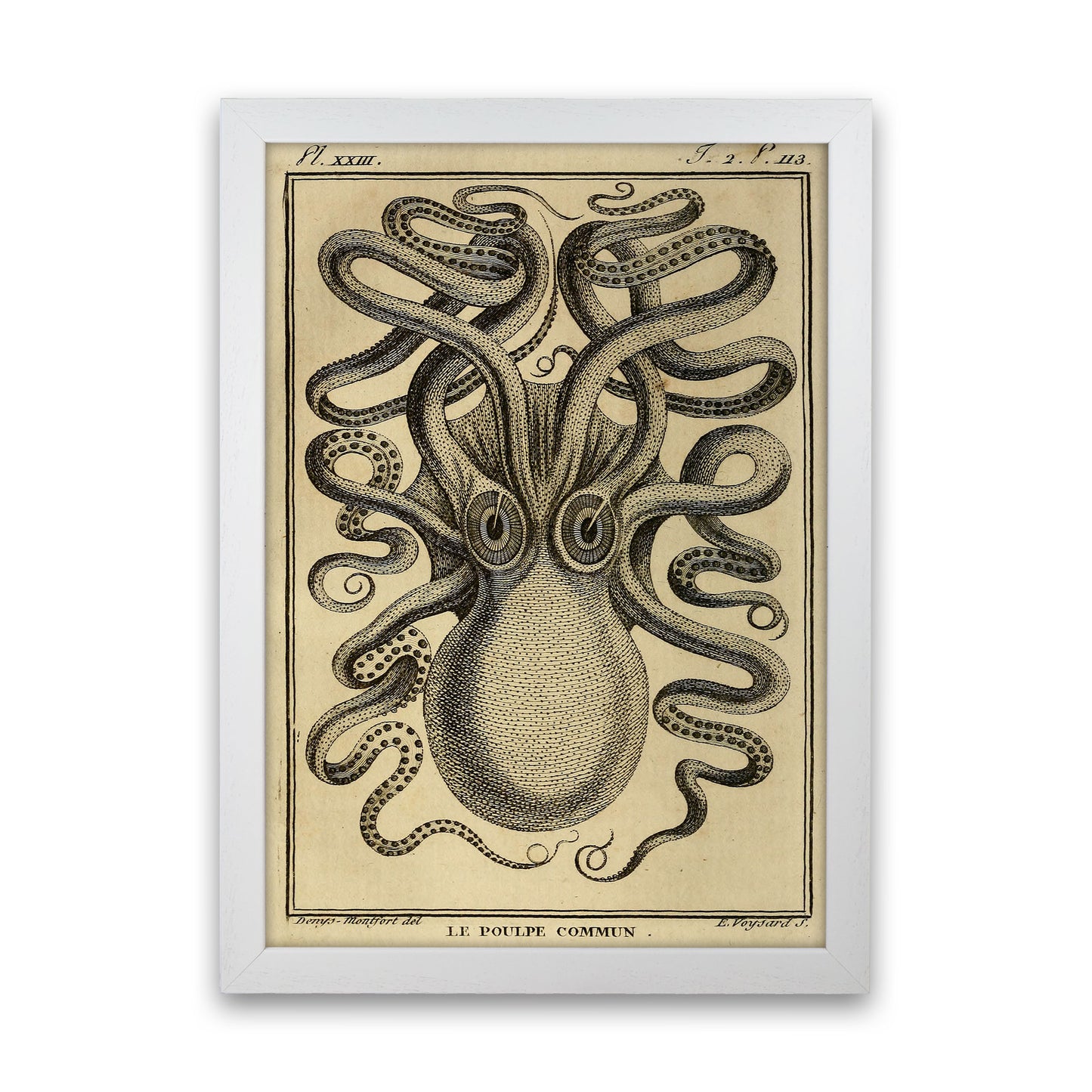 Vintage Octopus 2 Art Print by Jason Stanley White Grain