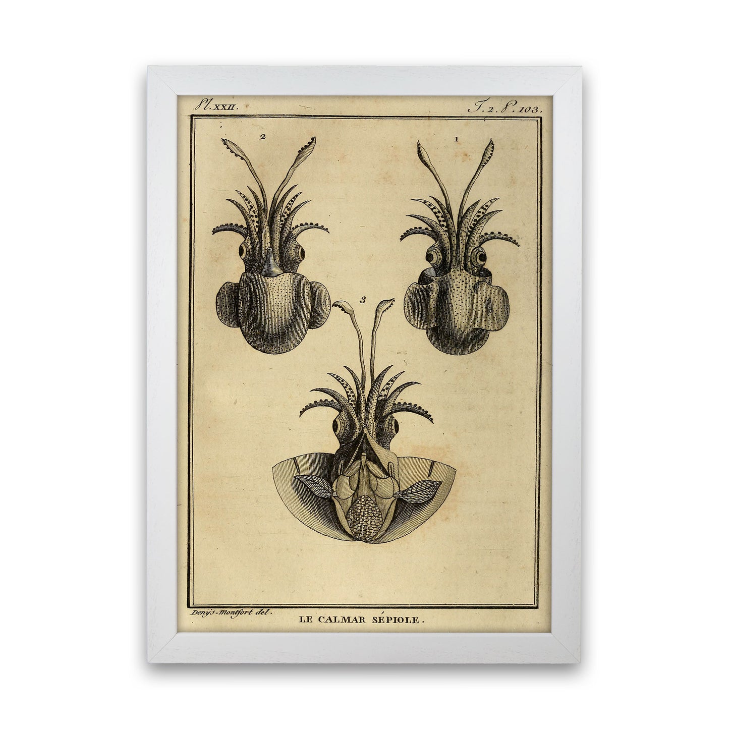 Vintage Squid 3 Art Print by Jason Stanley White Grain