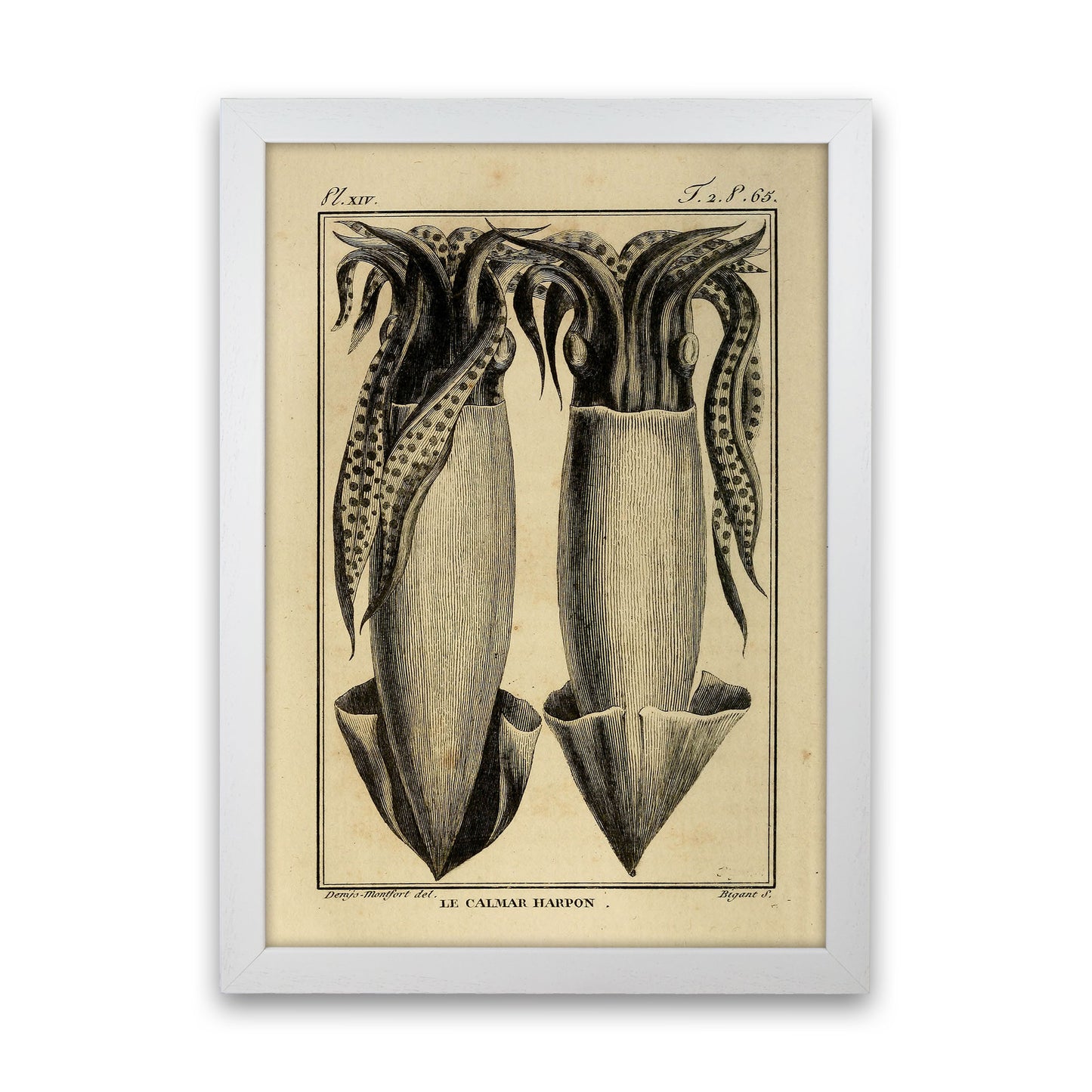 Vintage Squid 5 Art Print by Jason Stanley White Grain