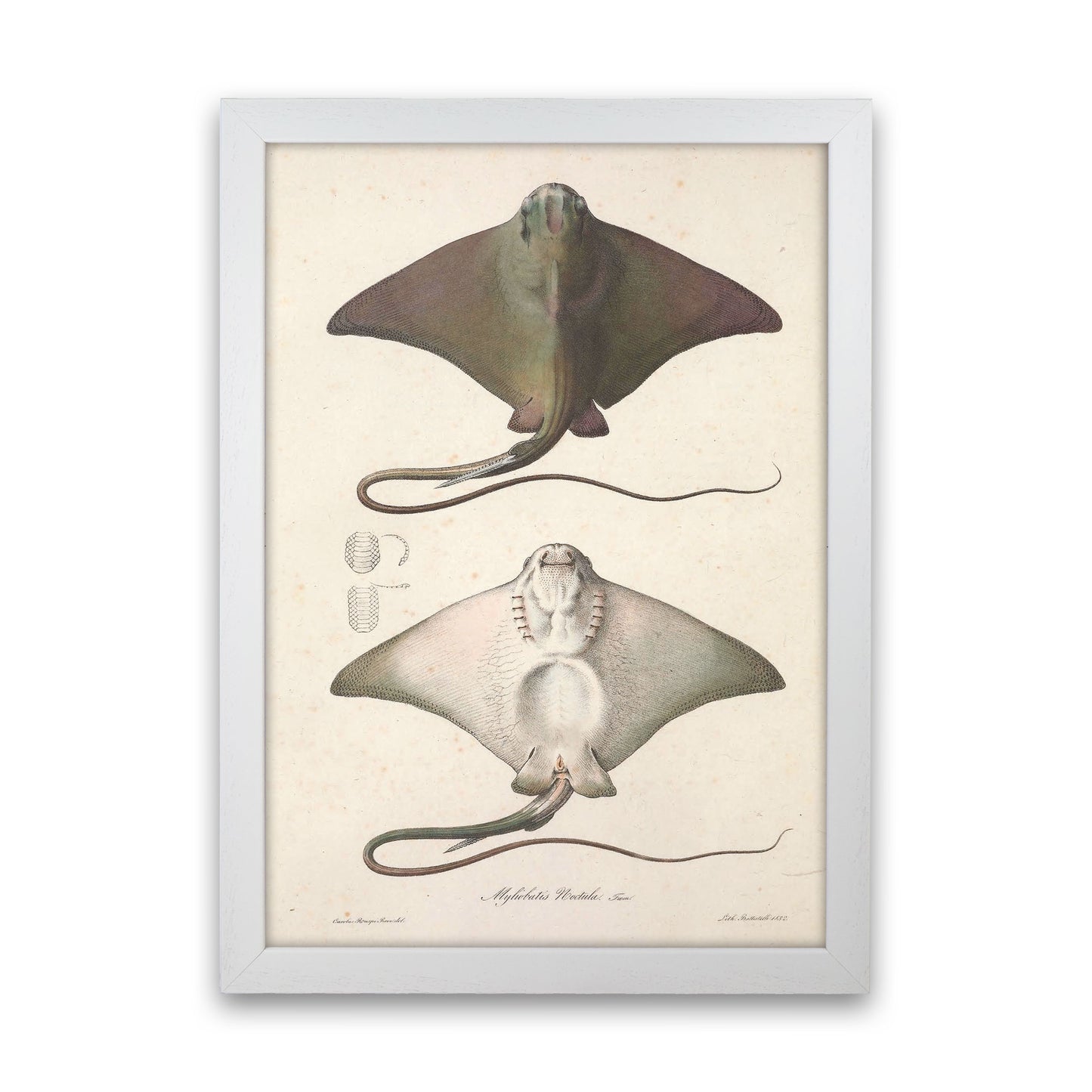 Vintage Stingray Art Print by Jason Stanley White Grain