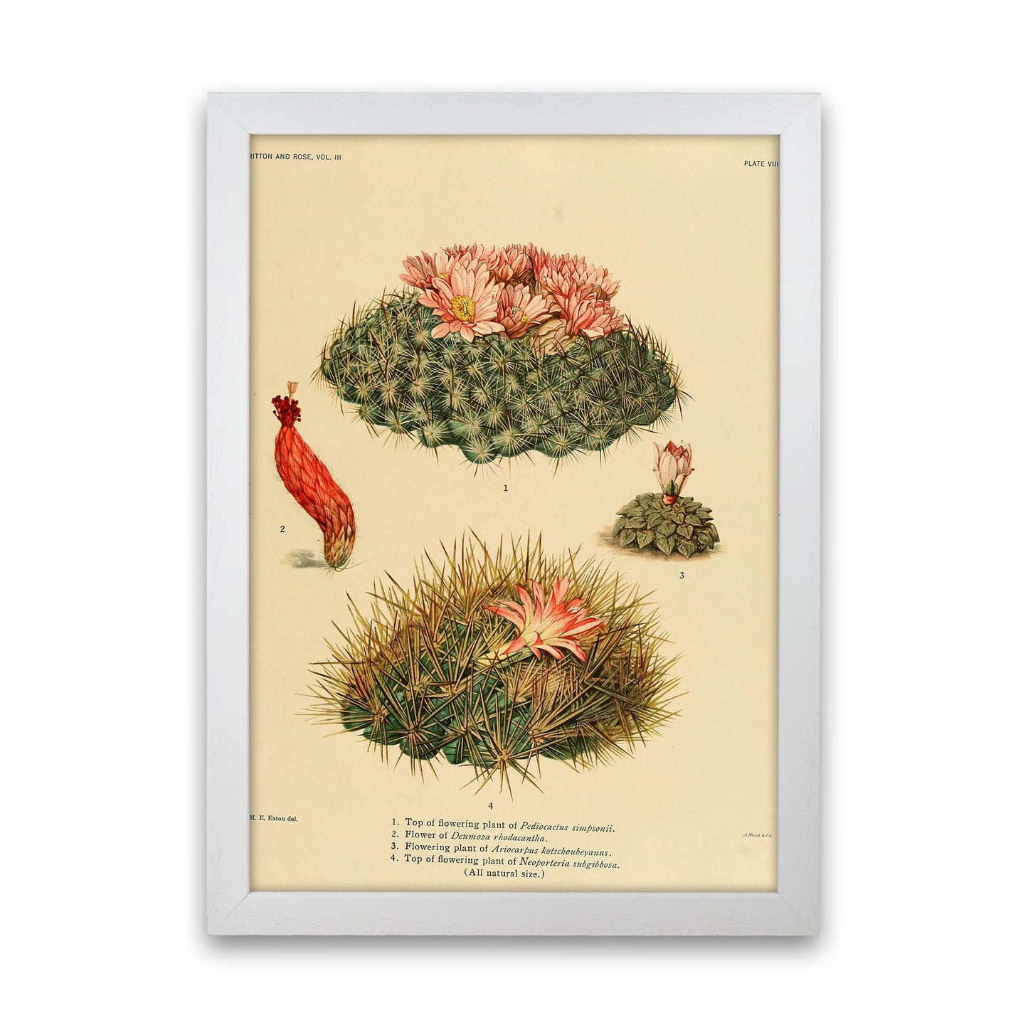 Cactus Series 7 Art Print by Jason Stanley White Grain