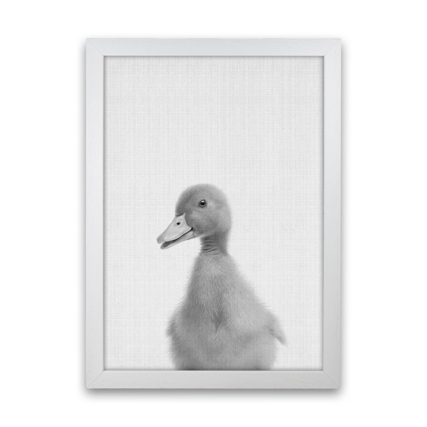 Curious Duck Art Print by Jason Stanley White Grain