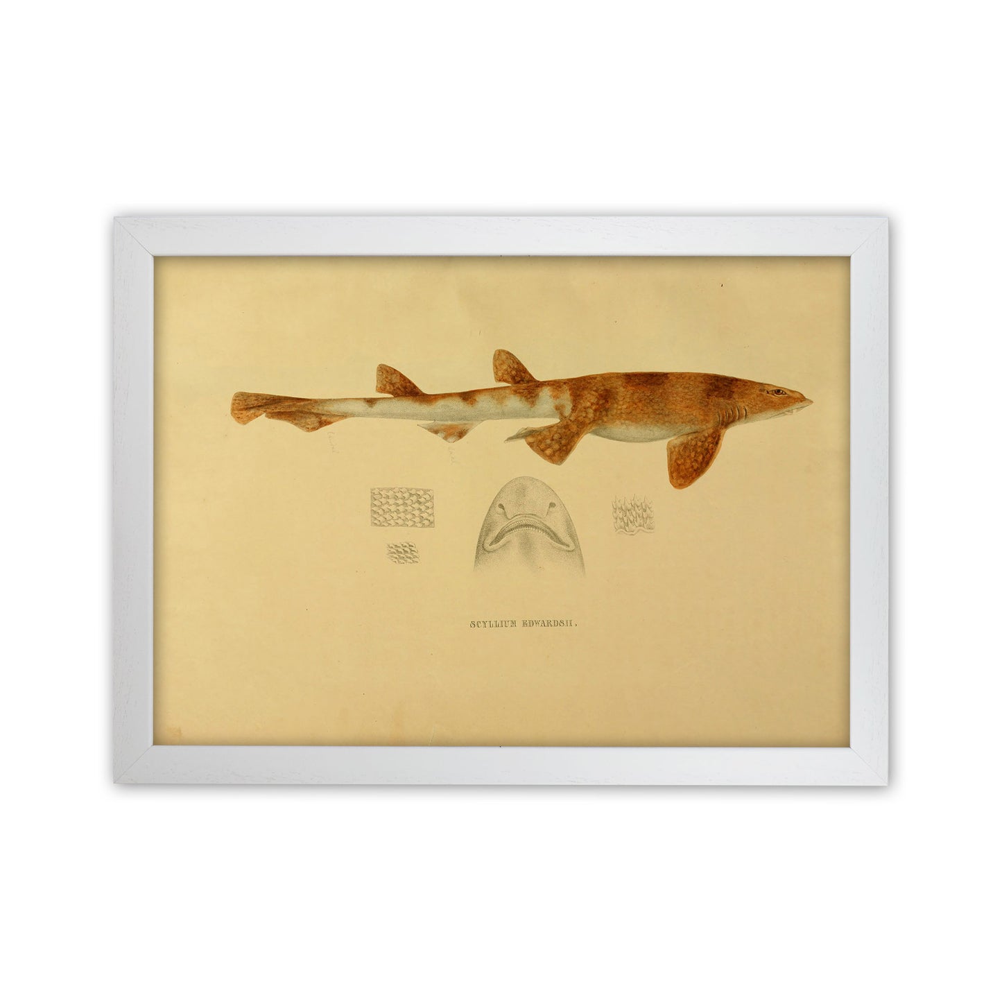 Shark Series 1 Art Print by Jason Stanley White Grain