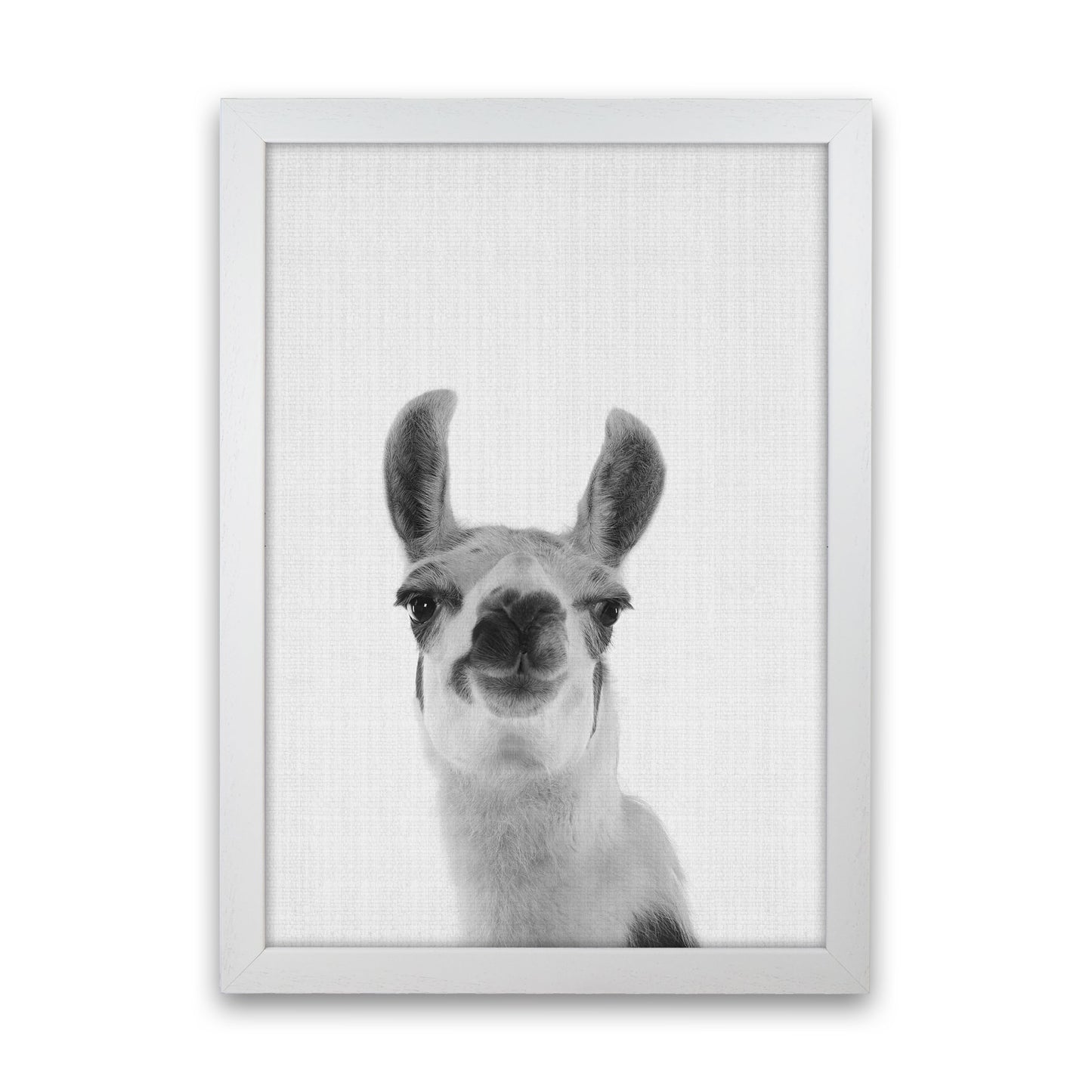 Llama Art Print by Jason Stanley White Grain
