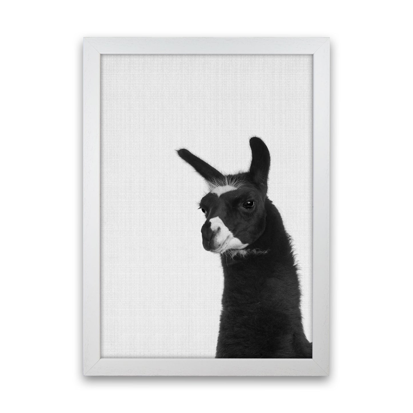 Llama #2 Art Print by Jason Stanley White Grain
