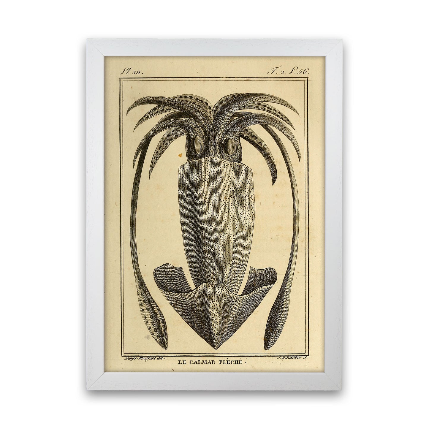 Vintage Squid 2 Art Print by Jason Stanley White Grain