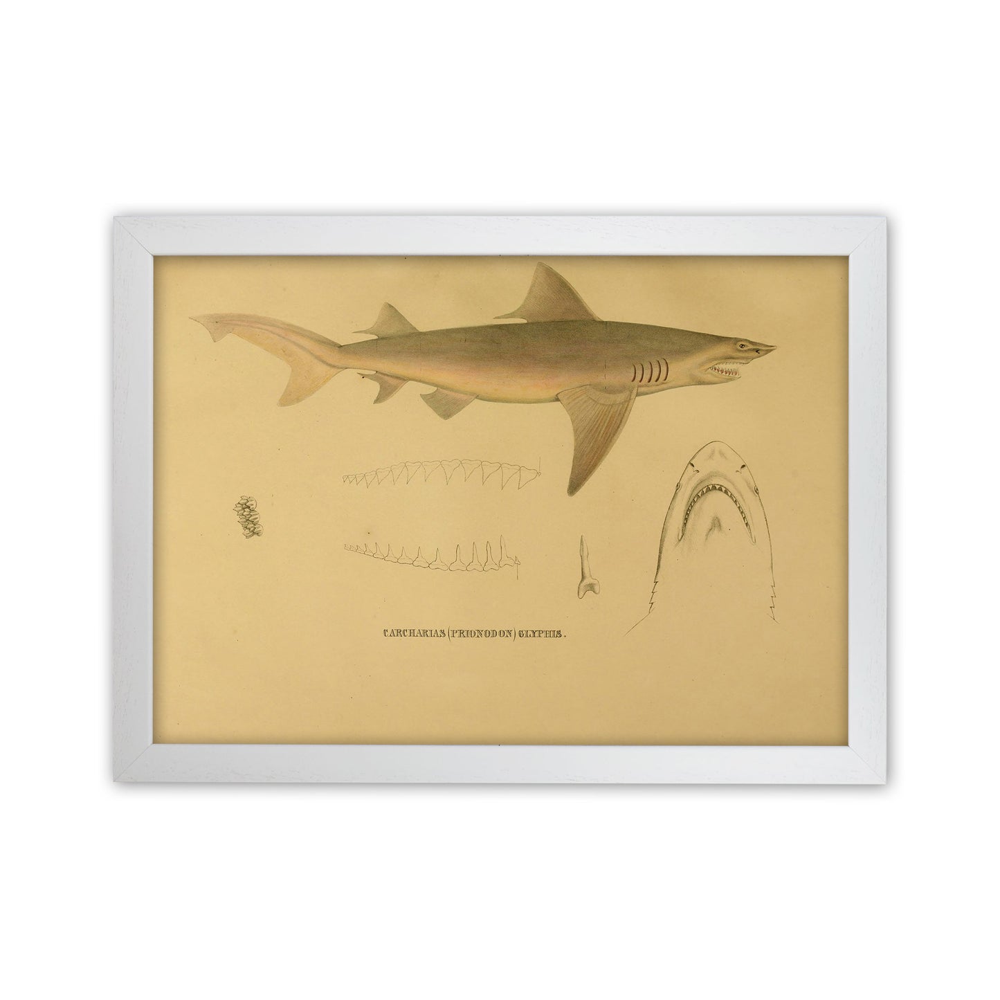 Shark Series 3 Art Print by Jason Stanley White Grain