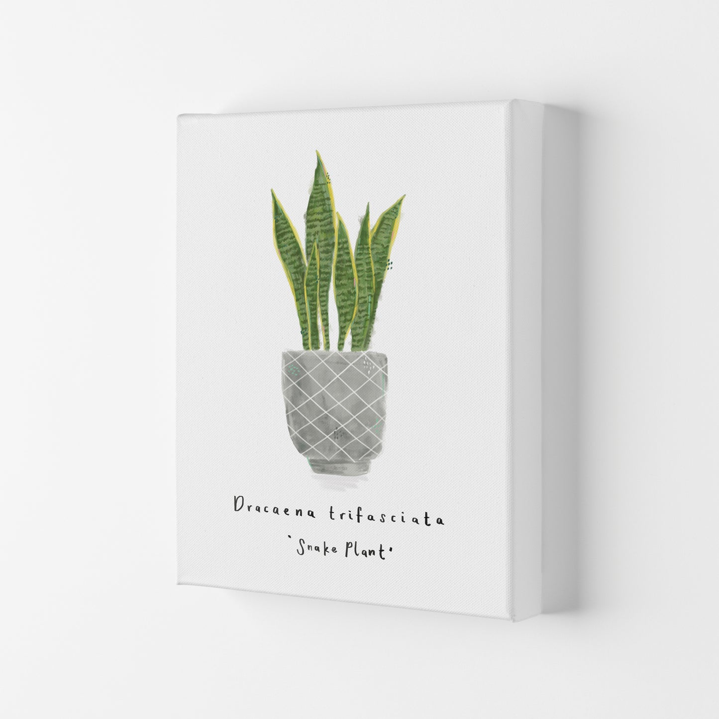 Snake Plant Art Print by Laura Irwin Canvas