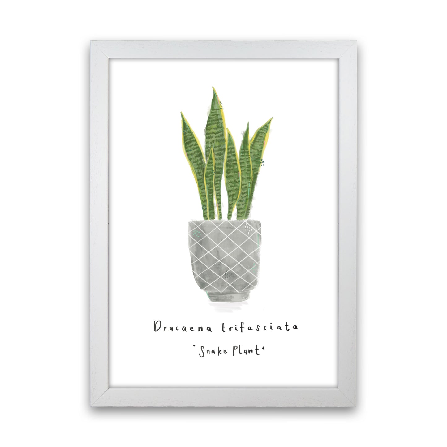 Snake Plant Art Print by Laura Irwin White Grain