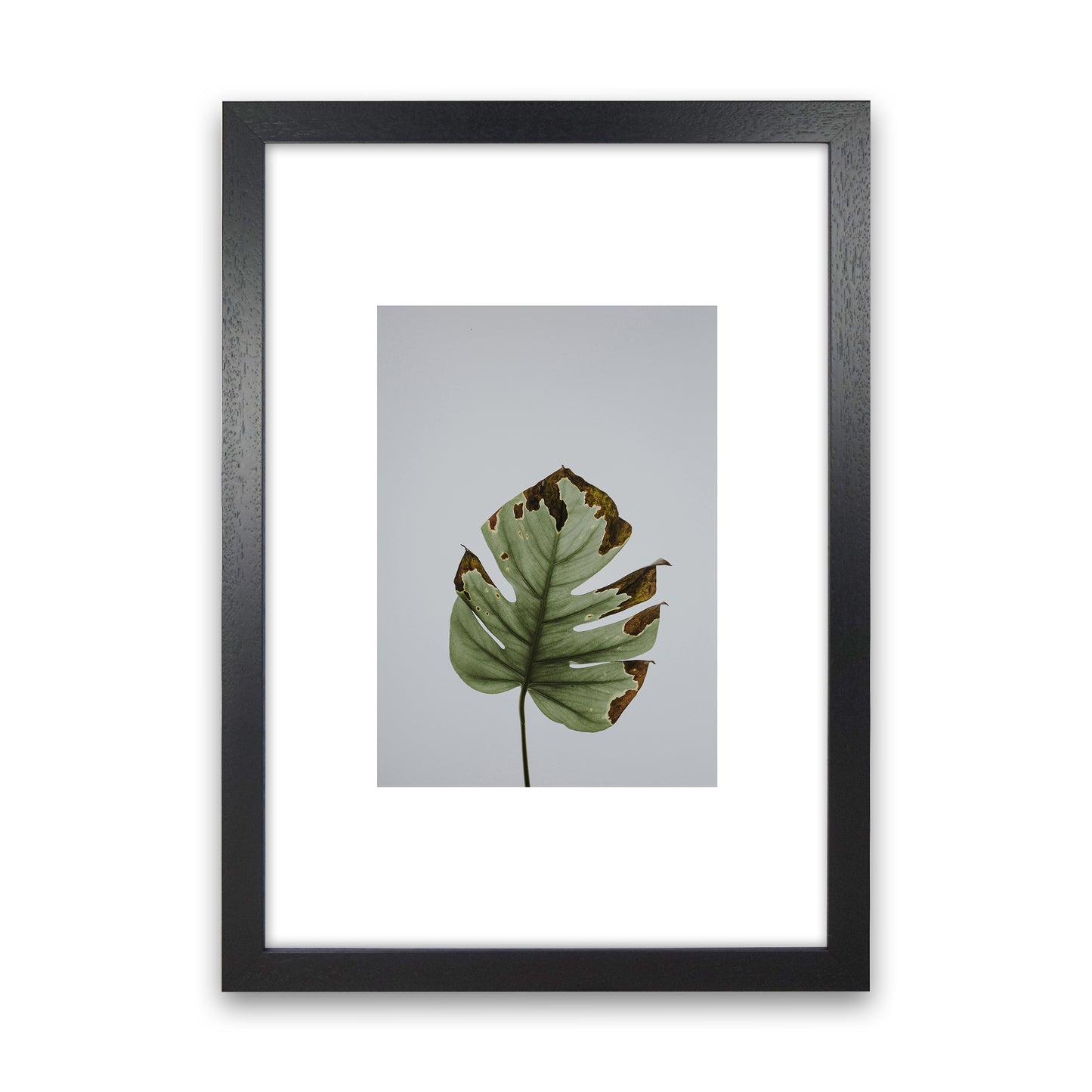 Old Leaf Grey Box Art Print by Pixy Paper Black Grain