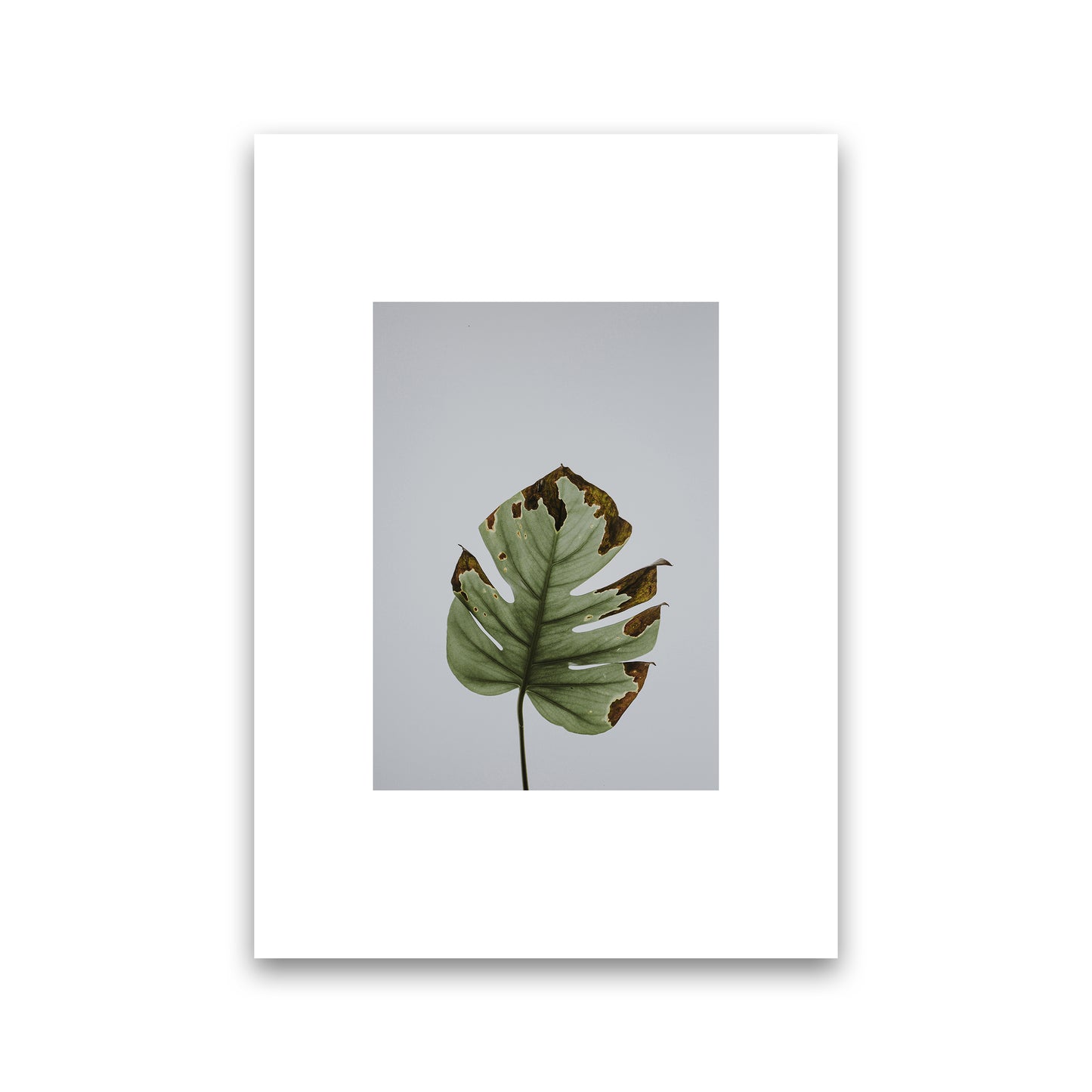Old Leaf Grey Box Art Print by Pixy Paper Print Only