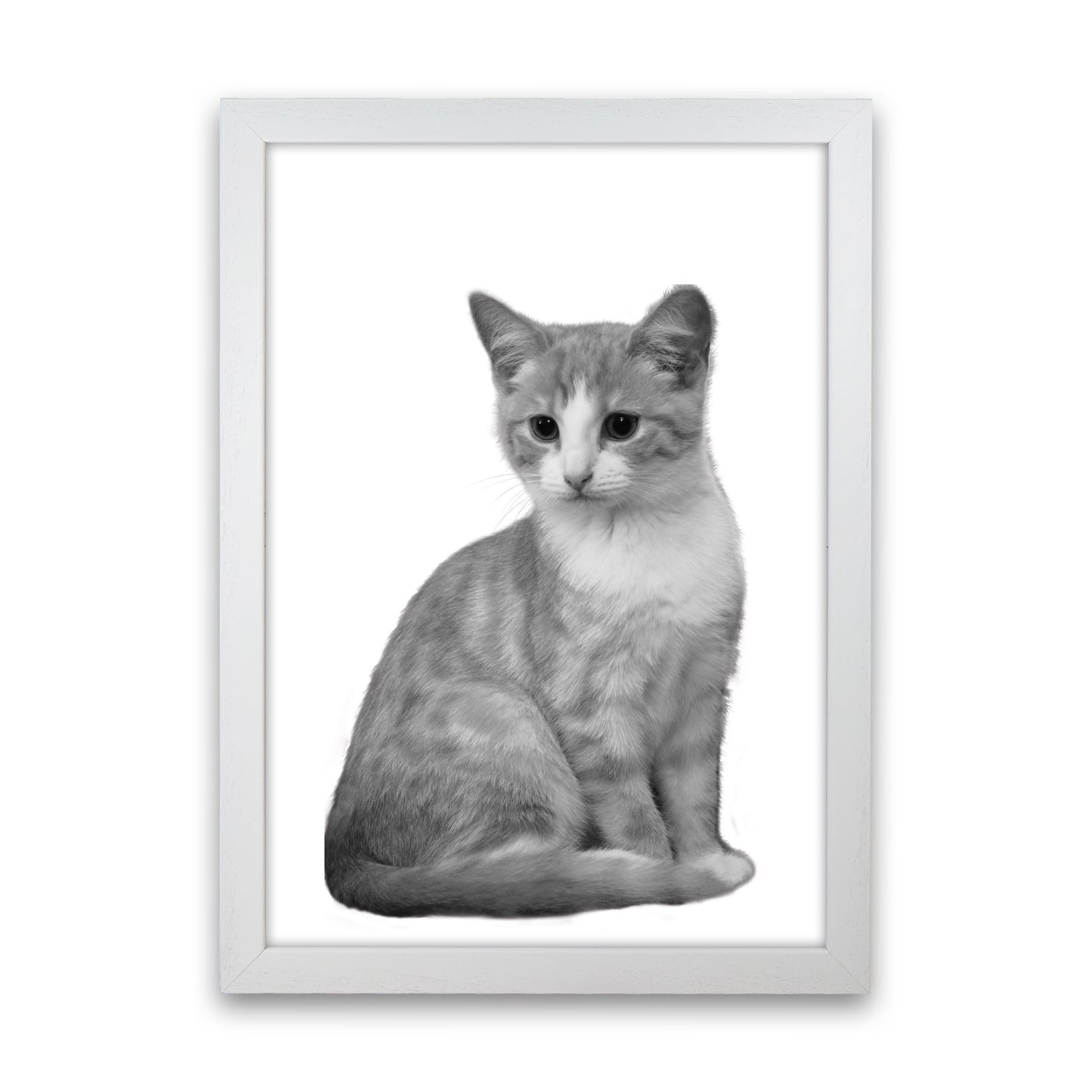 Black And White Cat Modern Print Animal Art Print White Grain