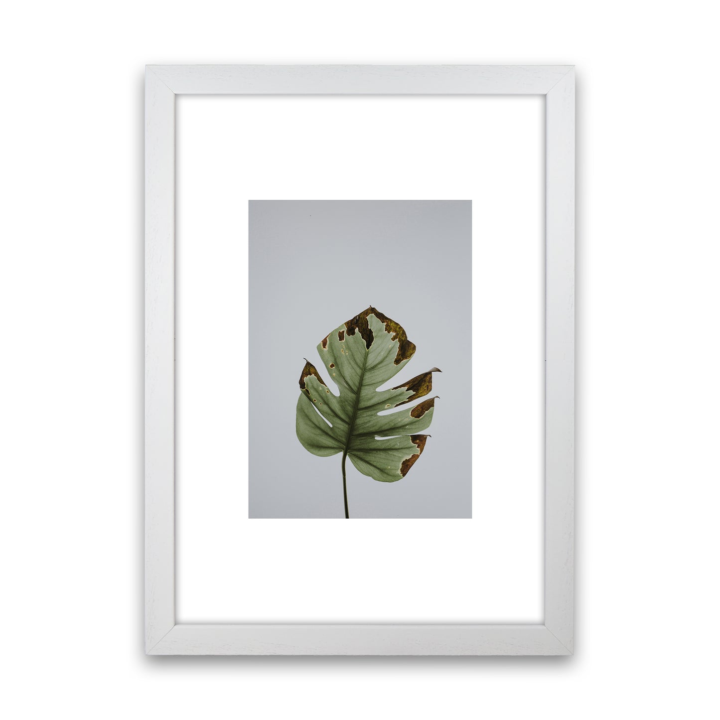 Old Leaf Grey Box Art Print by Pixy Paper White Grain