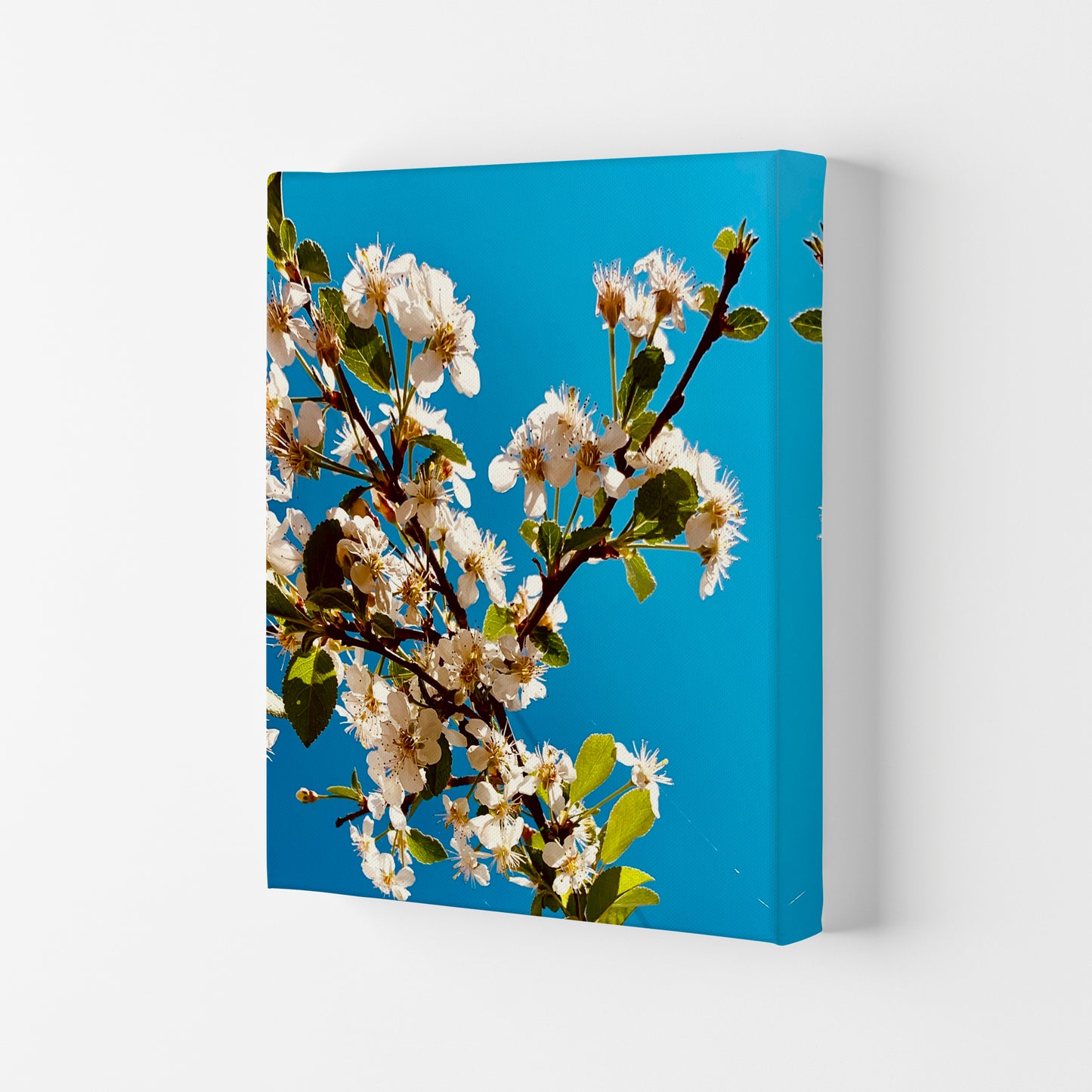 Under Cherry Blossom Art Print by Proper Job Studio Canvas