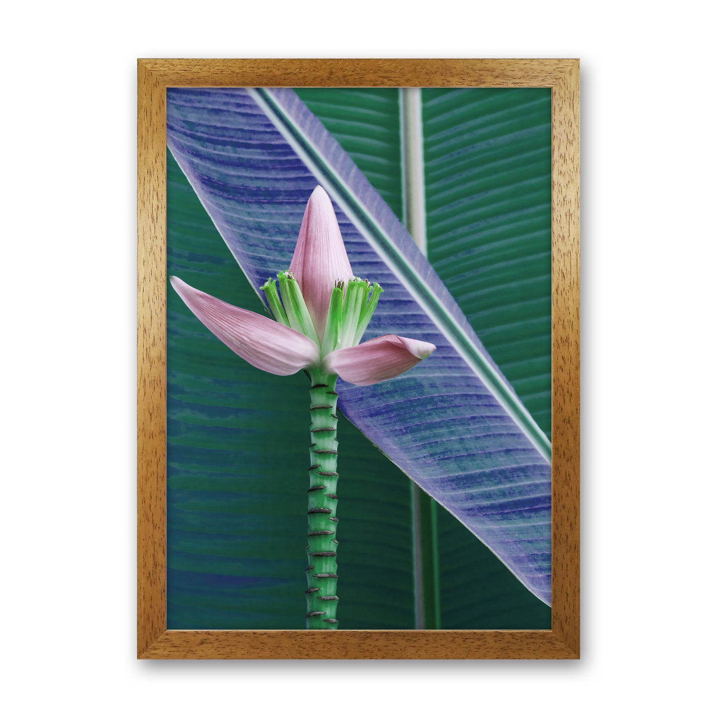 The Banana Flower Art Print by Seven Trees Design Oak Grain