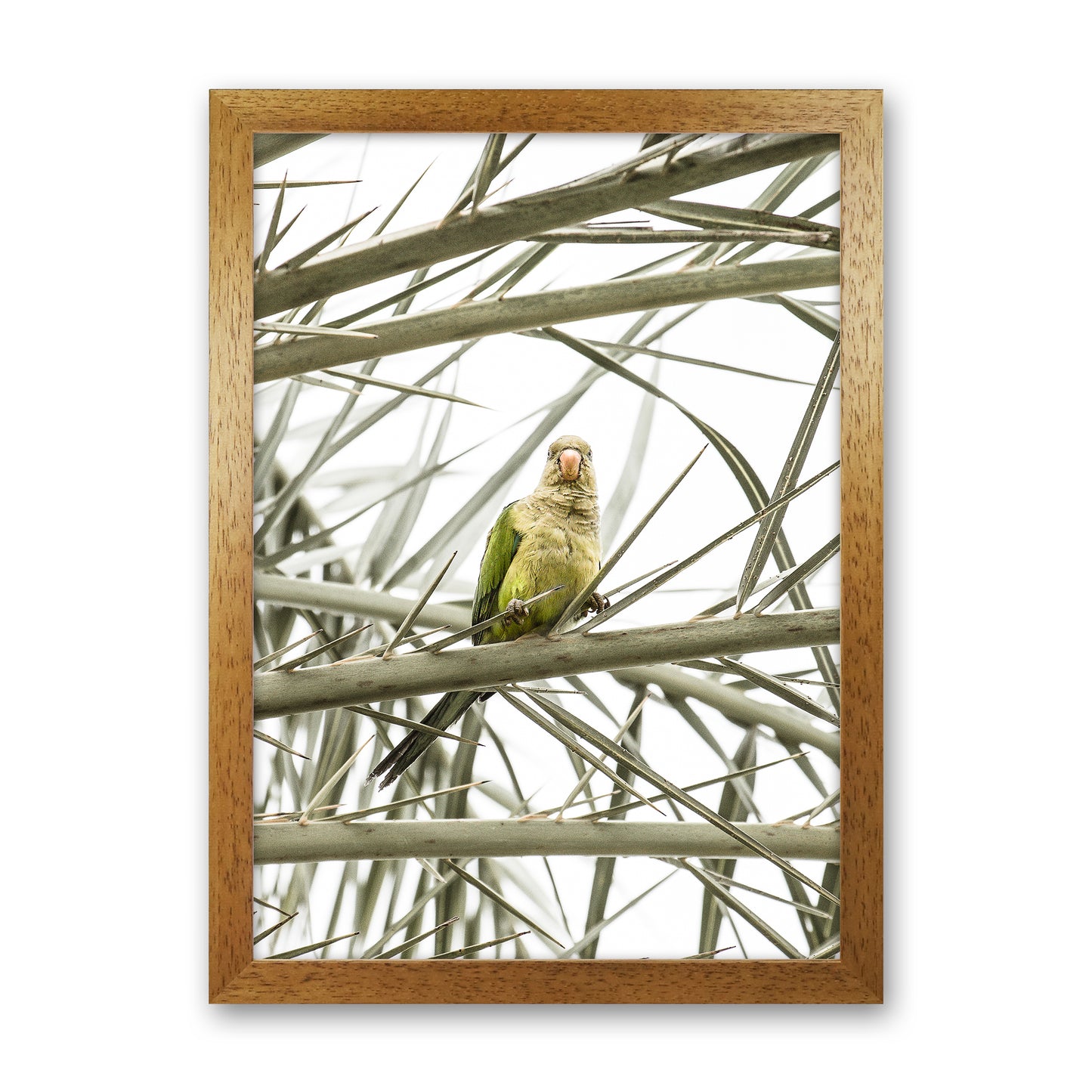 Parrot Photography Print by Victoria Frost Oak Grain