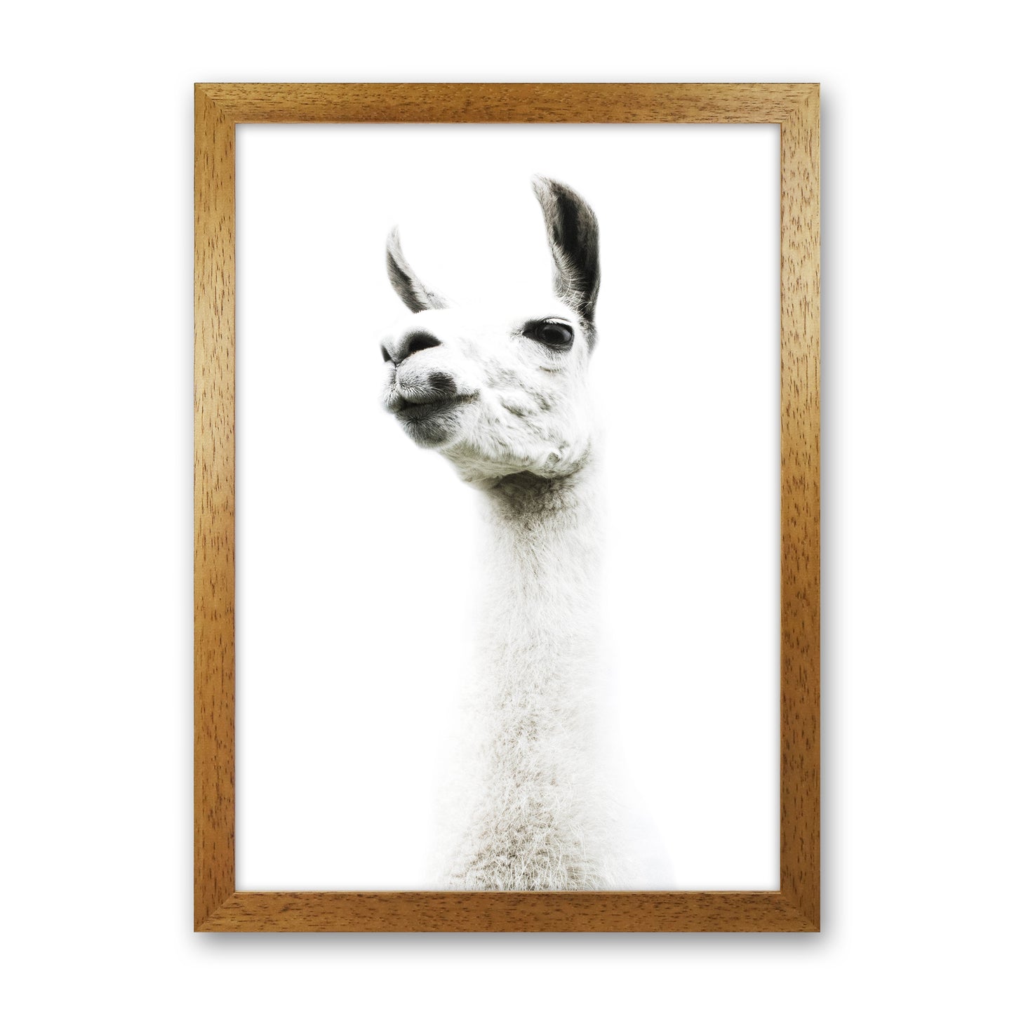 Llama II Photography Print by Victoria Frost Oak Grain