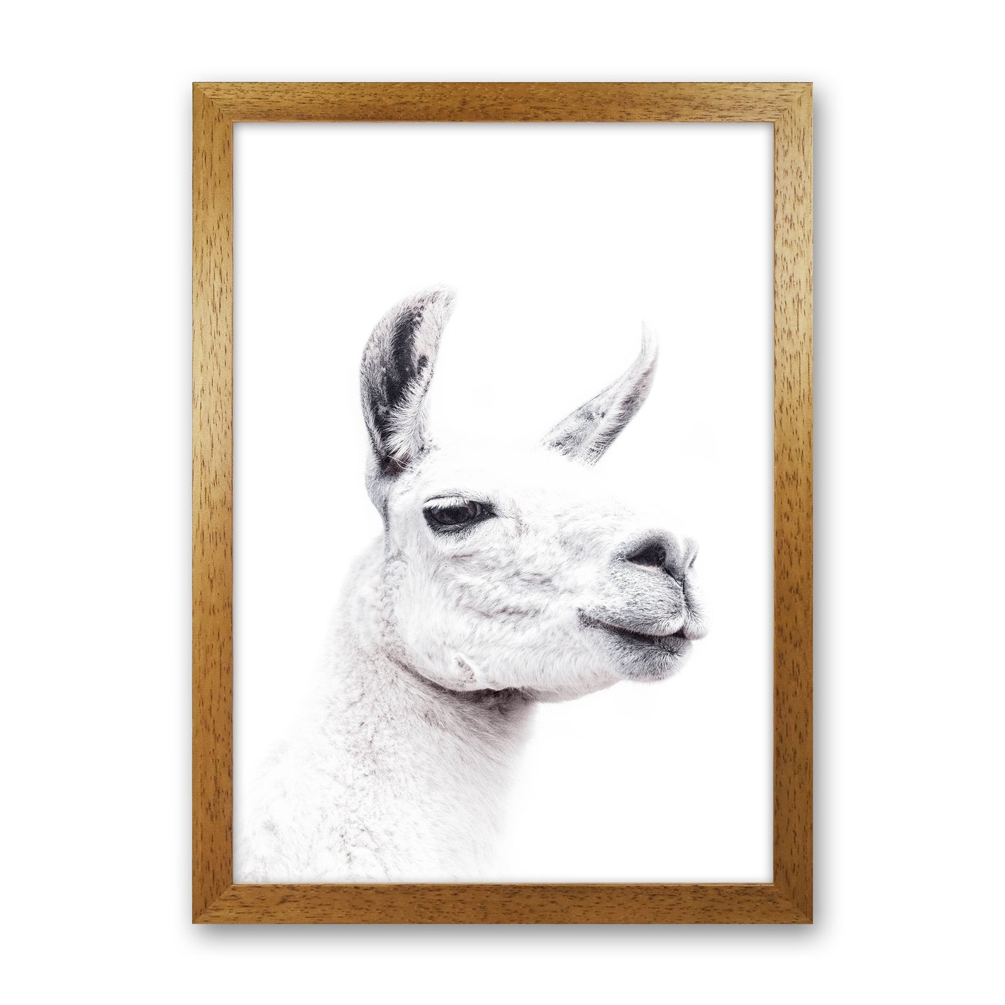 Llama I Photography Print by Victoria Frost Oak Grain