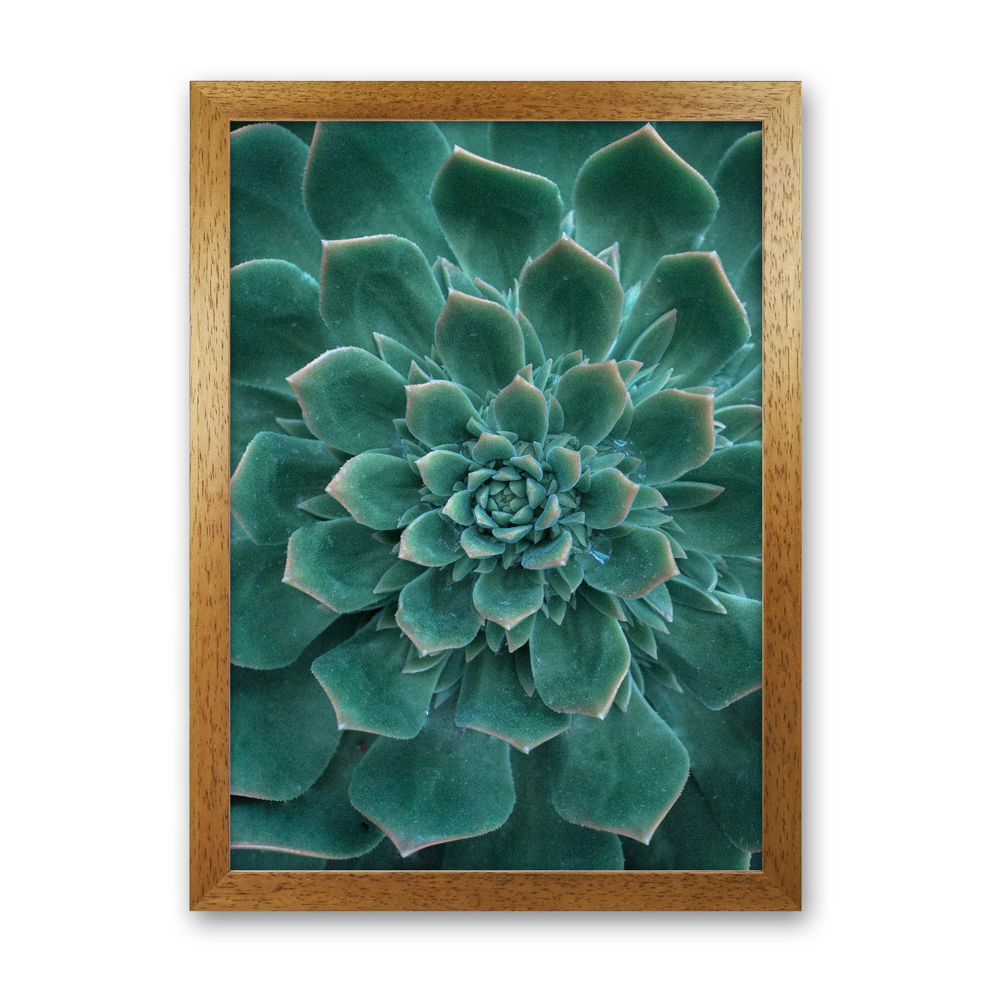 Green Succulent Plant Photography Print by Victoria Frost Oak Grain